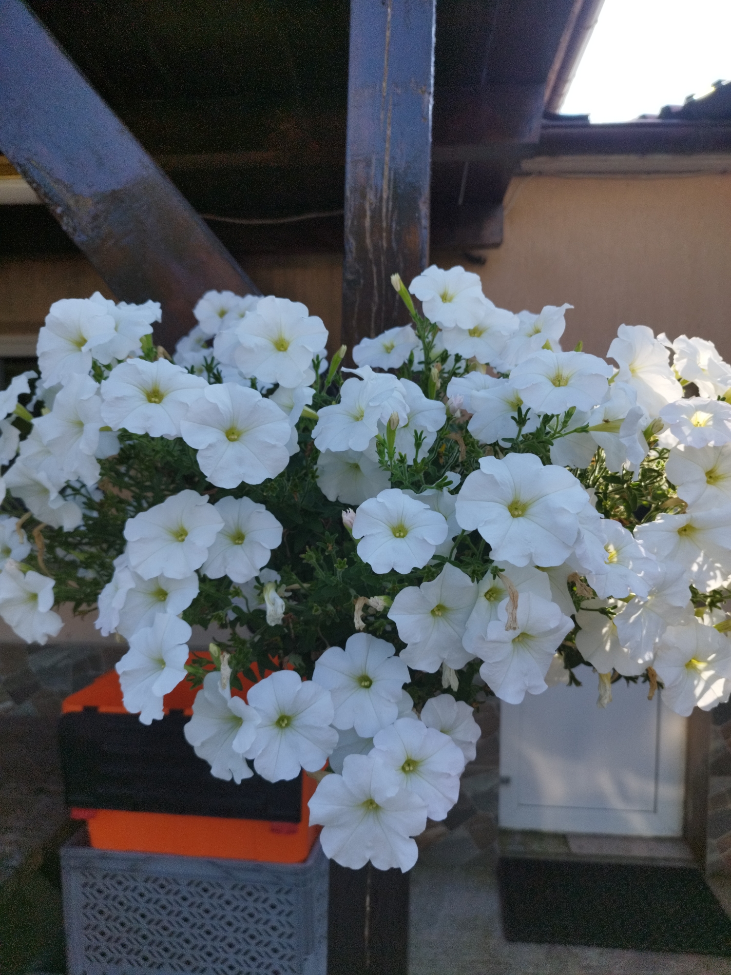 A hanging basket overflowing with white petunias is the central subject of this outdoor, daytime image. The flowers are the focal point, with their trumpet-shaped blooms and green foliage creating a lush display. They hang in front of a building with a tan-colored wall and a tiled exterior, suggesting a residential or possibly a commercial setting. To the left, a dark wooden beam is visible, part of what appears to be a porch or roof structure. Below the flowers, a gray plastic crate with a patterned design sits on top of an orange and black plastic container. These items suggest the basket is placed outdoors, perhaps on a balcony or patio. The lighting suggests it is daytime, with sunlight illuminating parts of the flowers and casting shadows, indicating a sunny or partly cloudy day. The overall scene is one of natural beauty and domestic setting. No people or text are visible in the image. The location context of Bucharest, Romania, places this scene within a European urban environment.