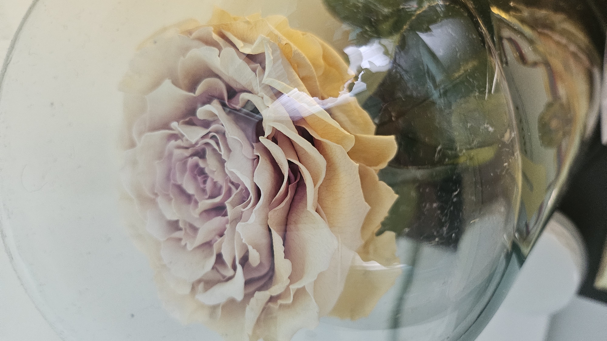 An extreme close-up, upward-angled shot shows a pale peach rose with subtle purple undertones and delicate, wavy petals, encased in a clear glass bowl. The rose's center is tightly furled, while its outer petals unfurl outward, creating a layered effect. The glass bowl has a slight blue tint and reflects some of the surroundings, including hints of green foliage below and a soft, yellow light source from the upper right. The background is a blurry, light gray, suggesting an indoor setting. The image is sharply focused on the rose, with the glass and background softly blurred.