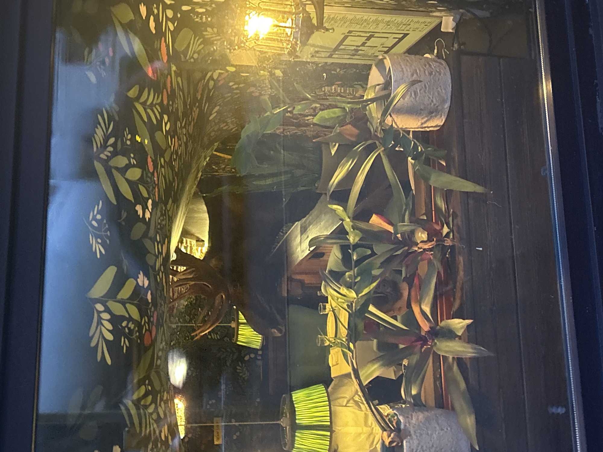 This media file depicts an interior scene through a window or glass surface, creating reflections that obscure some details. The primary subjects appear to be houseplants in pots. One plant, in the foreground and to the right, has long, slender, green leaves with hints of red and purple. It is in a light-colored, textured pot. Behind it, another plant with broader green leaves is visible.
Further back, a large, dark object with prominent antlers is seen, suggesting it might be a decorative item or a taxidermied animal. Two lamps with vibrant green, pleated shades are positioned below this antlered object, casting a bright, yellowish light upwards.
The background shows a wall with a dark wooden plank texture. A patterned wallpaper with a dark background and an illustration of leaves and flowers in shades of green, yellow, and pink is visible on the left side. A light fixture with a bright bulb is hanging from the ceiling in the upper portion of the frame, illuminating the scene. A map or diagram with grid lines is also visible on the ceiling.
The lighting suggests it might be nighttime or a dimly lit interior, as artificial lights are prominent. The reflections on the glass make it difficult to discern the specific location or any people present. No visible text is clearly legible. The overall impression is of a cozy, possibly eclectic interior space, perhaps a shop window or a room viewed from outside.