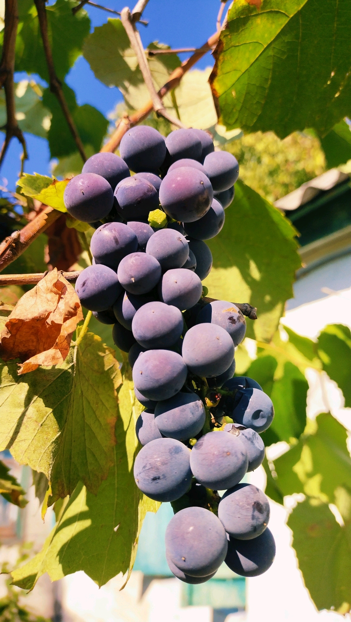 A bunch of dark purple grapes hangs from a vine under a clear blue sky. The grapes are plump and round, with a slight bloom on their skins. They are clustered together, with a few green leaves and a dried brown leaf visible nearby. The background is a blur of green foliage and hints of a building, suggesting an outdoor setting, possibly in a garden or vineyard. The sunlight casts shadows on the grapes and leaves, highlighting their texture and form. The image appears to be taken at eye level or slightly below, looking up at the grapes. There are no people or animals in the frame. The scene is serene and evokes a sense of abundance and natural beauty.