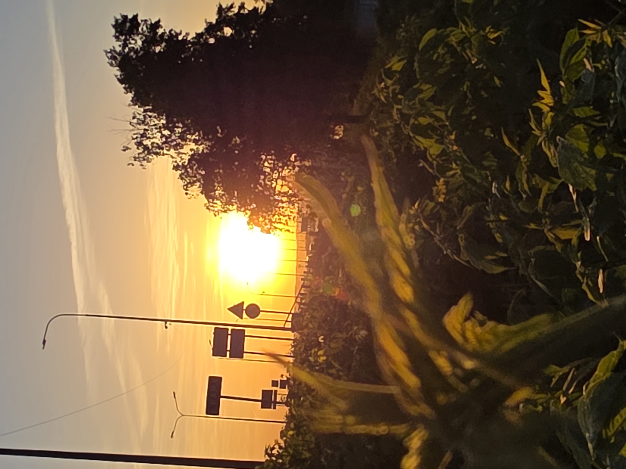 Captured at sunset in Chaikovsky, Russia, the image reveals a streetscape bathed in golden light. Roadside vegetation, possibly sunflowers or tall weeds, obscures part of the view in the foreground. Beyond this, road signs and streetlights line the thoroughfare, their silhouettes stark against the radiant sun. A dense tree line casts a shadow, further defining the horizon. The sky is a gradient of orange and pale yellow, suggesting clear conditions.