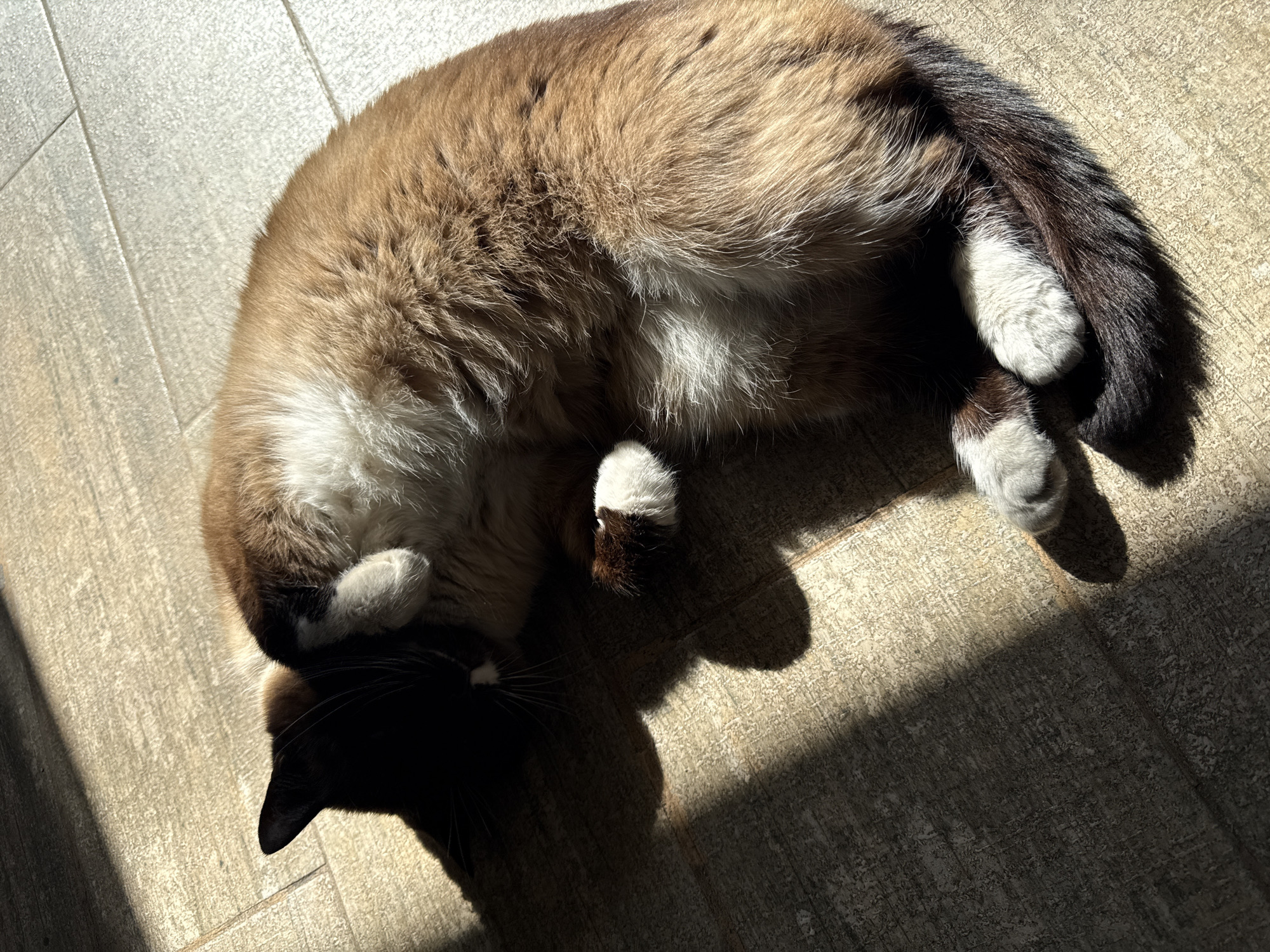 A curled-up cat lies on a tiled floor, basking in sunlight. The cat is mostly light brown with darker brown and black markings on its face, tail, and paws. Its paws are a combination of brown and white. The floor tiles are a light beige color with a subtle texture. A shadow falls across the floor, partially obscuring the cat's head and body. The location is unknown and does not appear to be in Kazan, Russia.