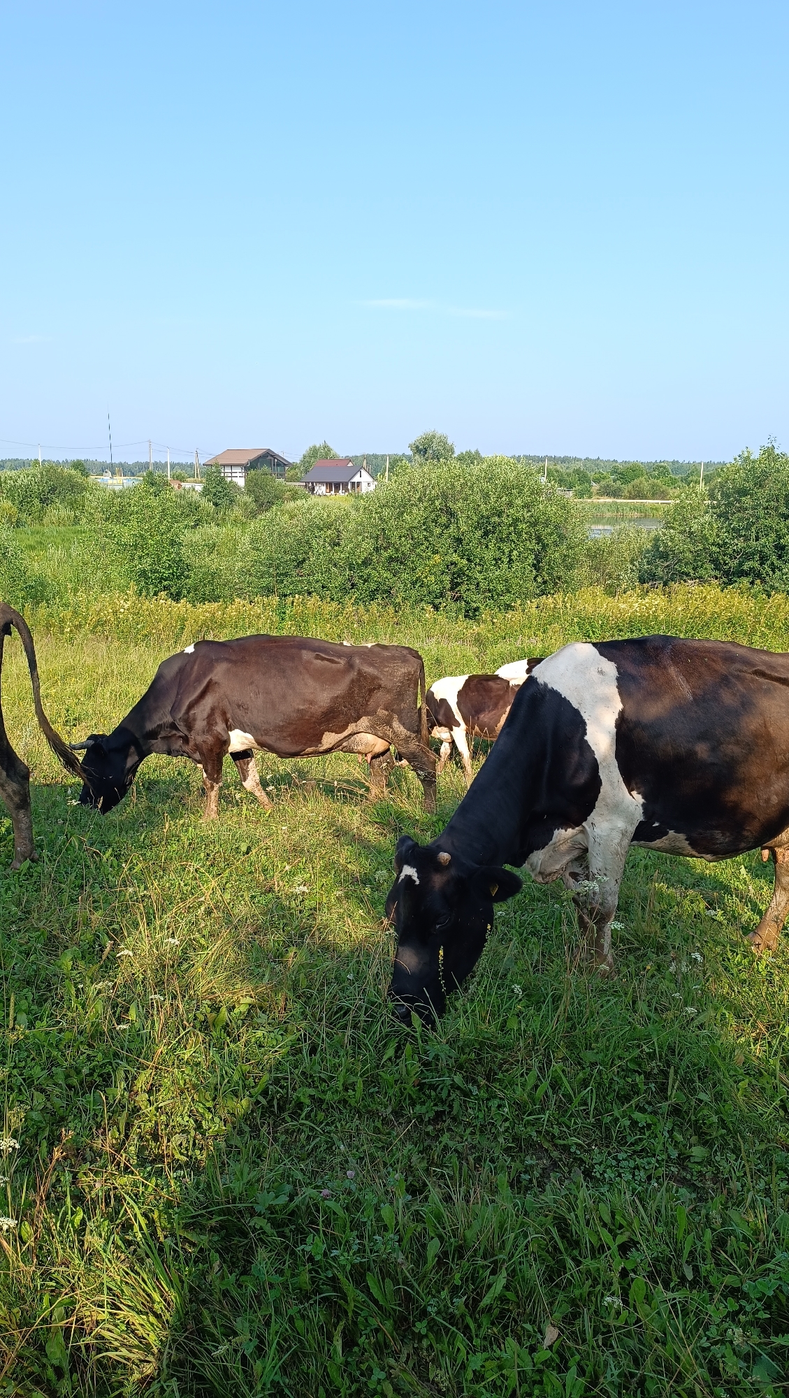 In Karsha, Russia, several cows graze in a sun-drenched, grassy field. The cows are predominantly black and white, with some appearing to be primarily dark brown. One cow in the foreground has a distinct white marking across its back. The field is lush with green grass and scattered white wildflowers. In the background, a line of trees and bushes forms a natural border, behind which a few houses with red and brown roofs are visible, suggesting a rural or semi-rural setting. The sky is a clear, bright blue, indicating fair weather.