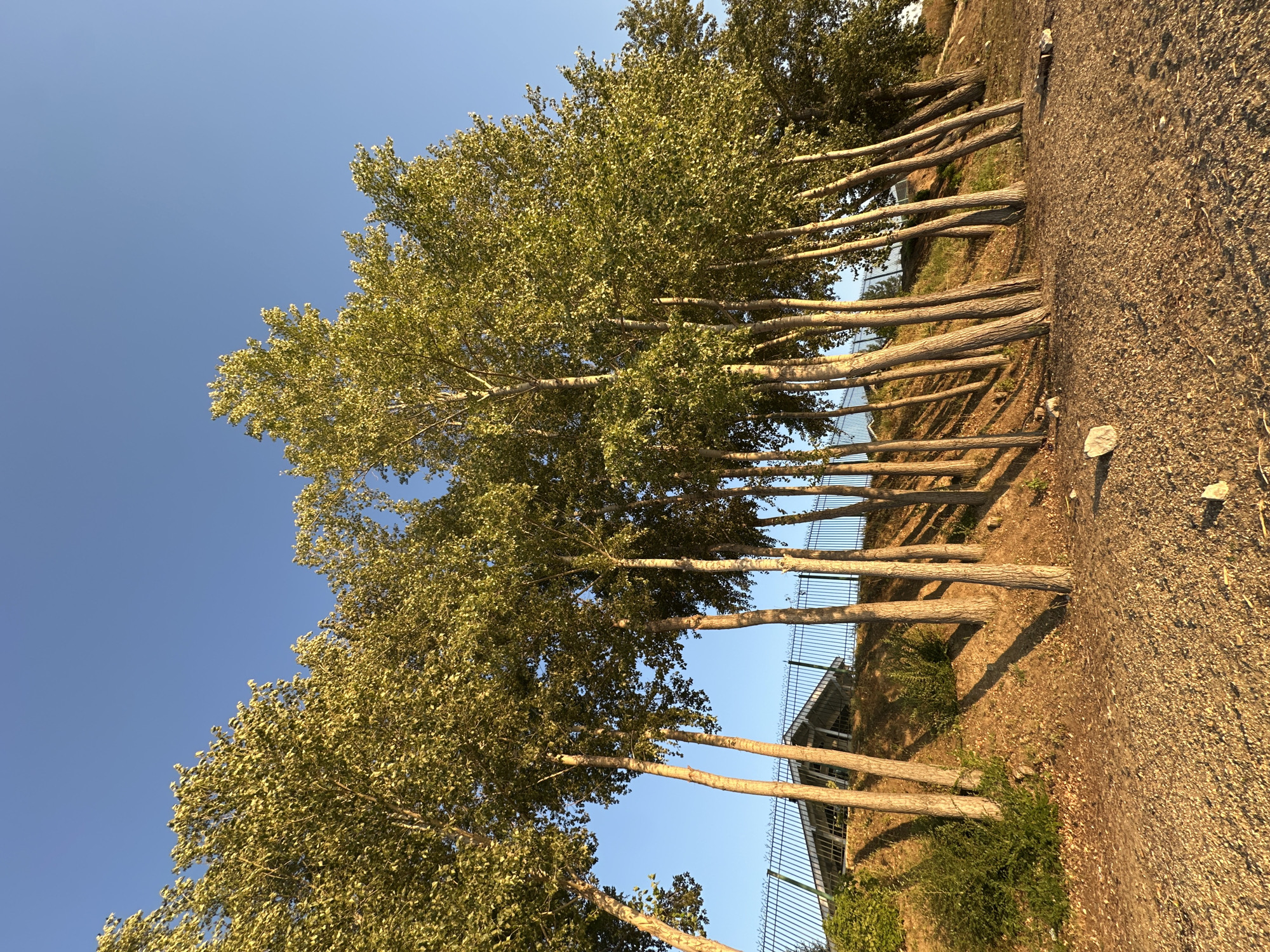 A low-angle shot captures a line of tall, slender trees with green leaves set against a clear, bright blue sky. The trees are positioned on a gentle slope covered in dry grass and sparse bushes, with their trunks leaning slightly. A dark metal fence runs along the crest of the slope, behind which a modern-looking building with a sloped, dark roof is visible. The foreground is composed of gravel and small stones, illuminated by the warm glow of what appears to be late afternoon or early morning sunlight, casting long shadows from the trees. The scene is devoid of any people or animals. The location is identified as Gornyi Erik, Russia.
