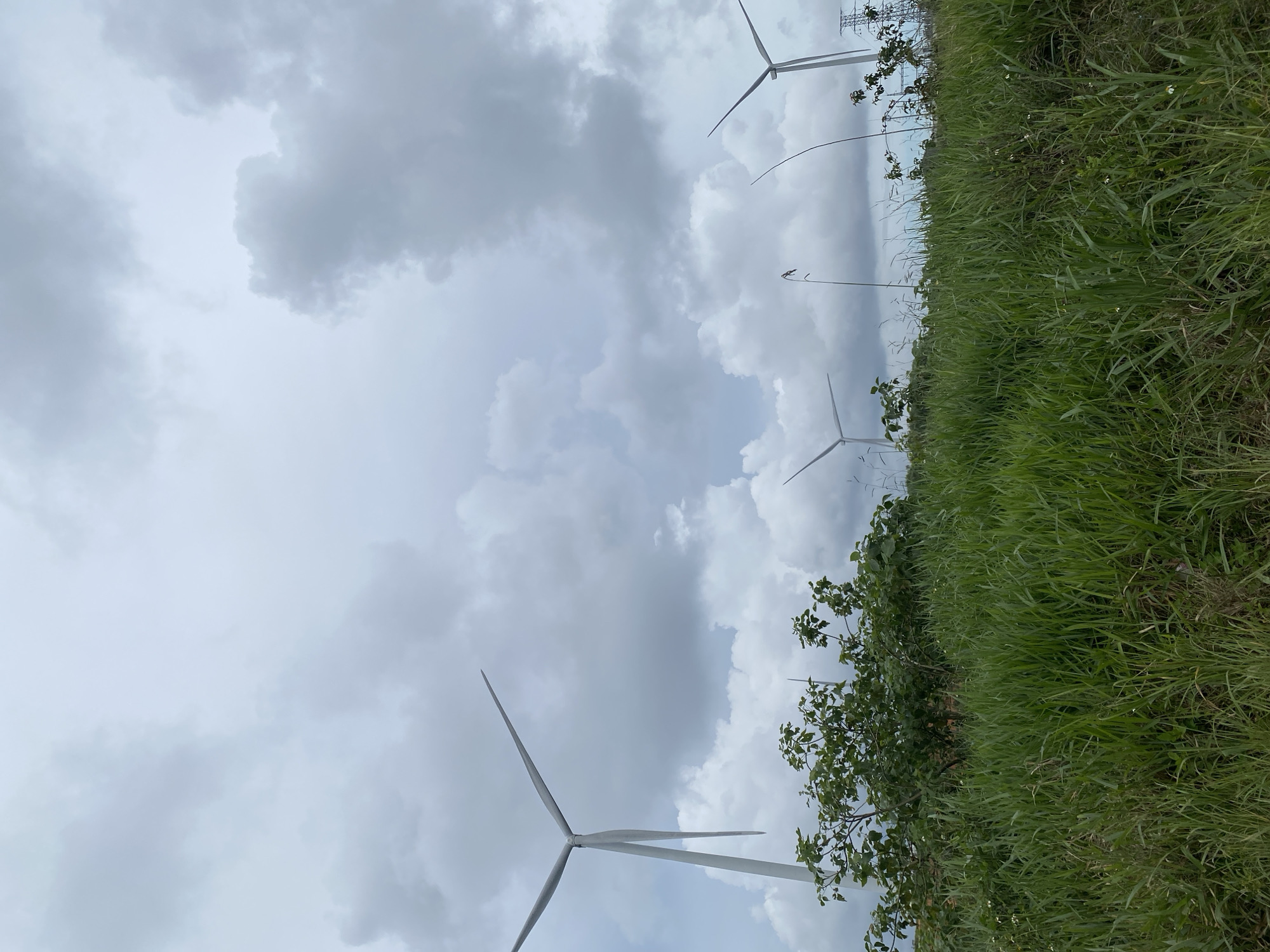 This image depicts a landscape with several wind turbines against a cloudy sky. The foreground is dominated by tall green grass. In the mid-ground, there is a small clump of green leafy bushes. Several wind turbines are visible; one prominent turbine is on the left, with its blades angled upwards. Other turbines are further in the distance. The sky is overcast with grey and white clouds. The location appears to be a rural or open area, likely a wind farm. It is not possible to definitively determine if the image is in Trường Thọ, Vietnam, based solely on the visual information provided.