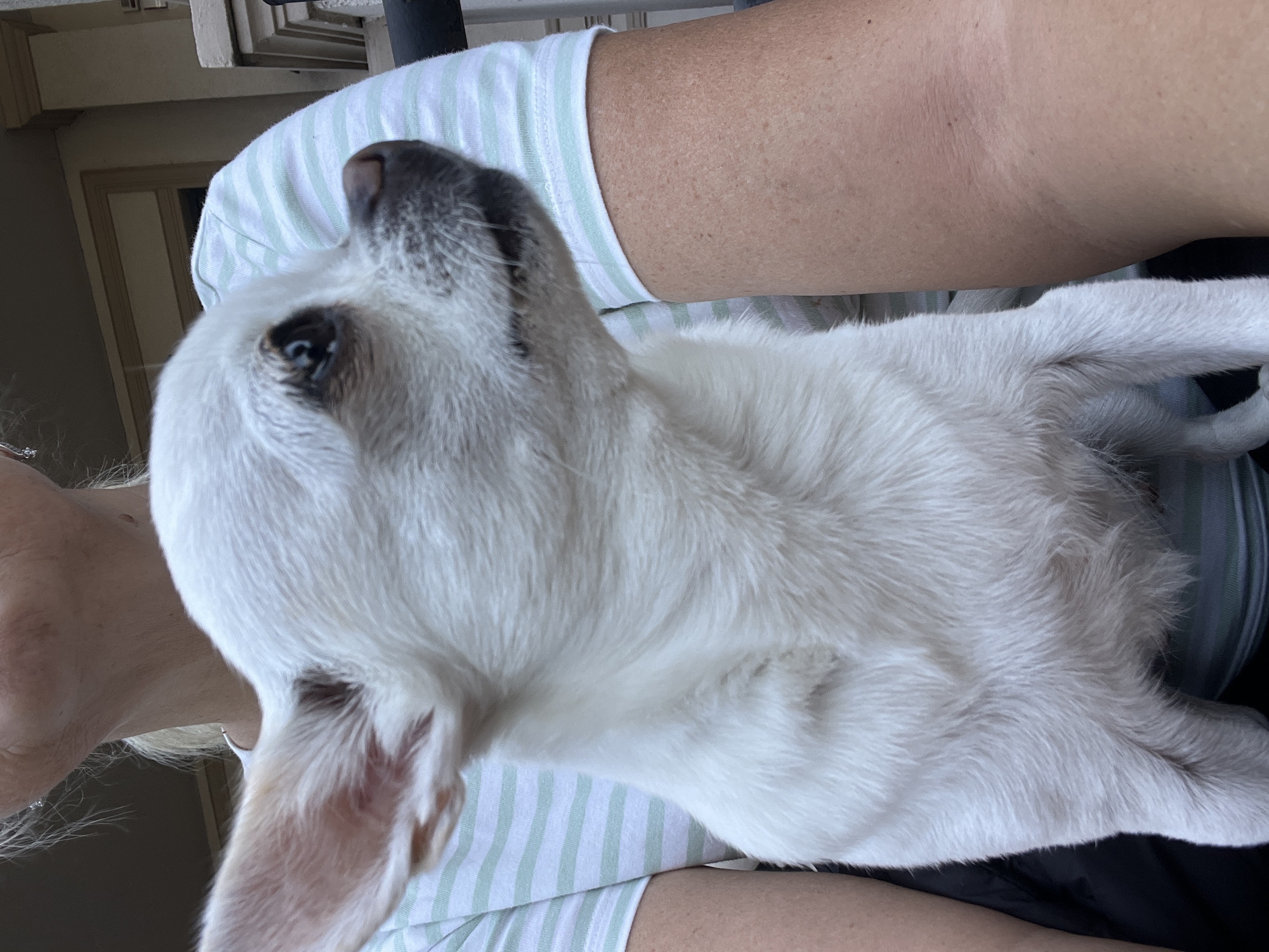 An over-the-shoulder close-up shot shows a white Chihuahua dog with large ears and blue eyes being held by an unseen person. The dog is looking to the right of the frame. The person is wearing a light green and white striped t-shirt. The background is blurred and appears to be outdoors, possibly on a porch or balcony, with architectural details visible. The location in Fontanka, Ukraine, is not depicted in the image.