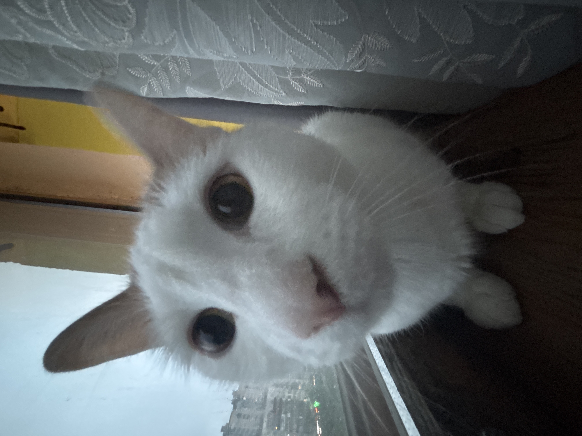 A white cat with orange markings on its ears and eyes is looking directly at the camera. It is positioned in the foreground, with its face taking up most of the frame. Behind the cat, a window looks out onto a city skyline with buildings and trees. A sheer curtain is visible to the right of the cat. The cat is sitting on a dark wooden surface, likely a windowsill. The lighting suggests it is either early morning or late evening, with the sky appearing overcast. The image quality is somewhat grainy, indicating it was likely taken with a smartphone.