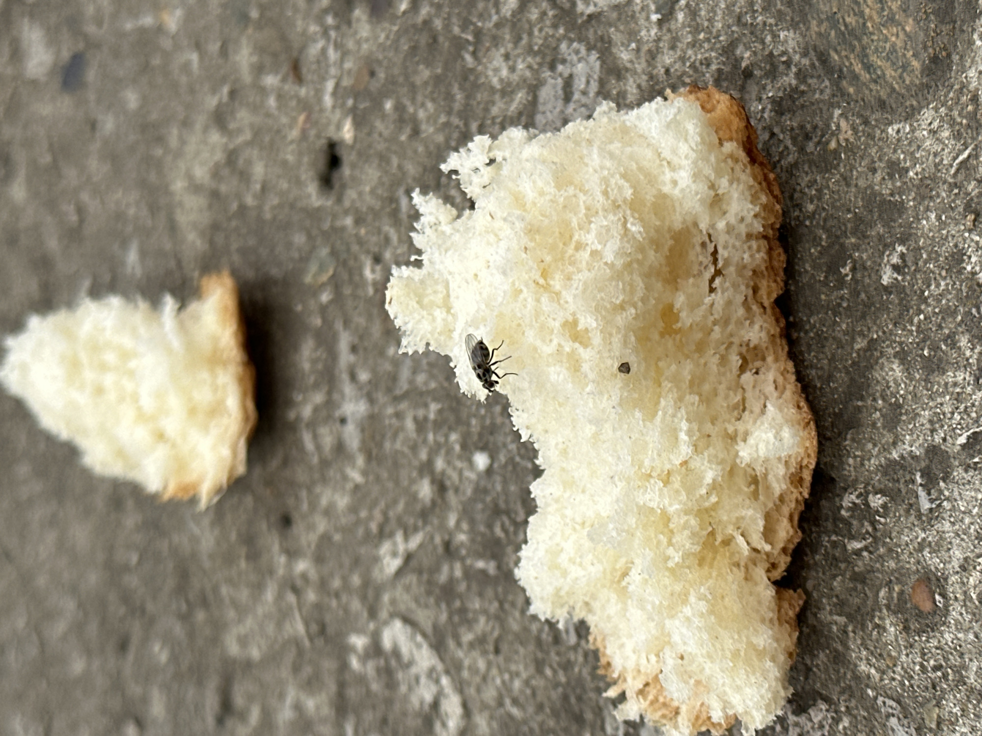 The scene depicts two pieces of discarded bread resting on a weathered concrete surface. A fly is perched on the larger bread slice. The location is in the city of Unknown, Unknown.