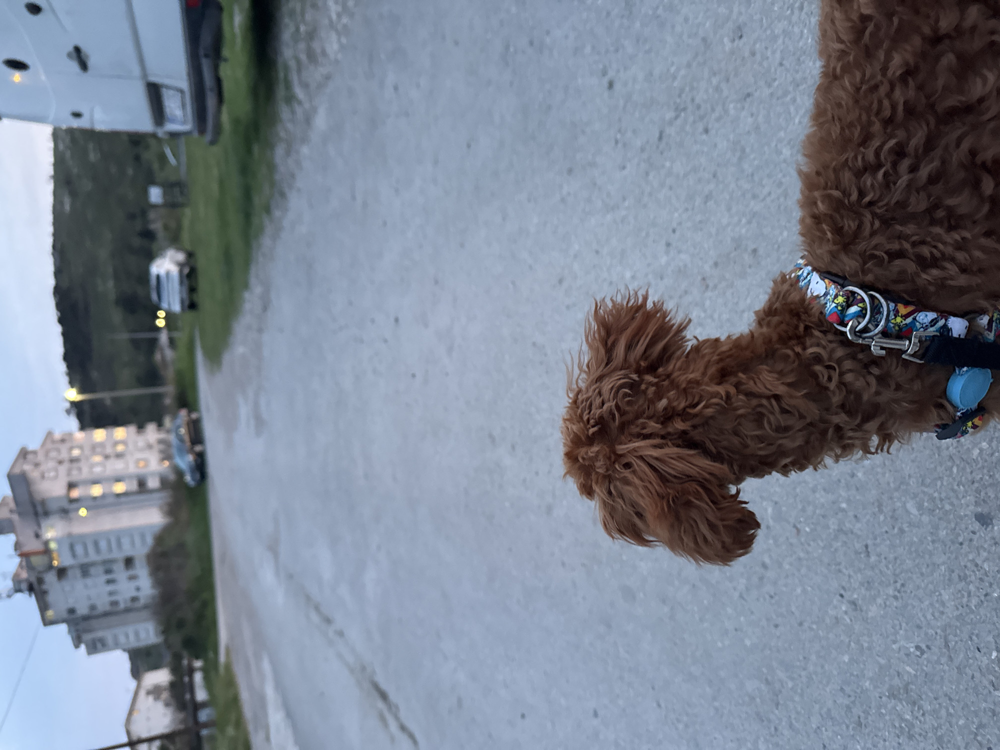 A close-up shot captures a brown poodle wearing a colorful comic-themed collar. The dog is positioned on an asphalt surface, likely a road or pavement. The background includes a white van parked to the left and green grass. In the distance is a light-colored building with multiple lit windows and trees. The image appears to be taken in Sutomore, Montenegro, based on the architecture and landscape.
