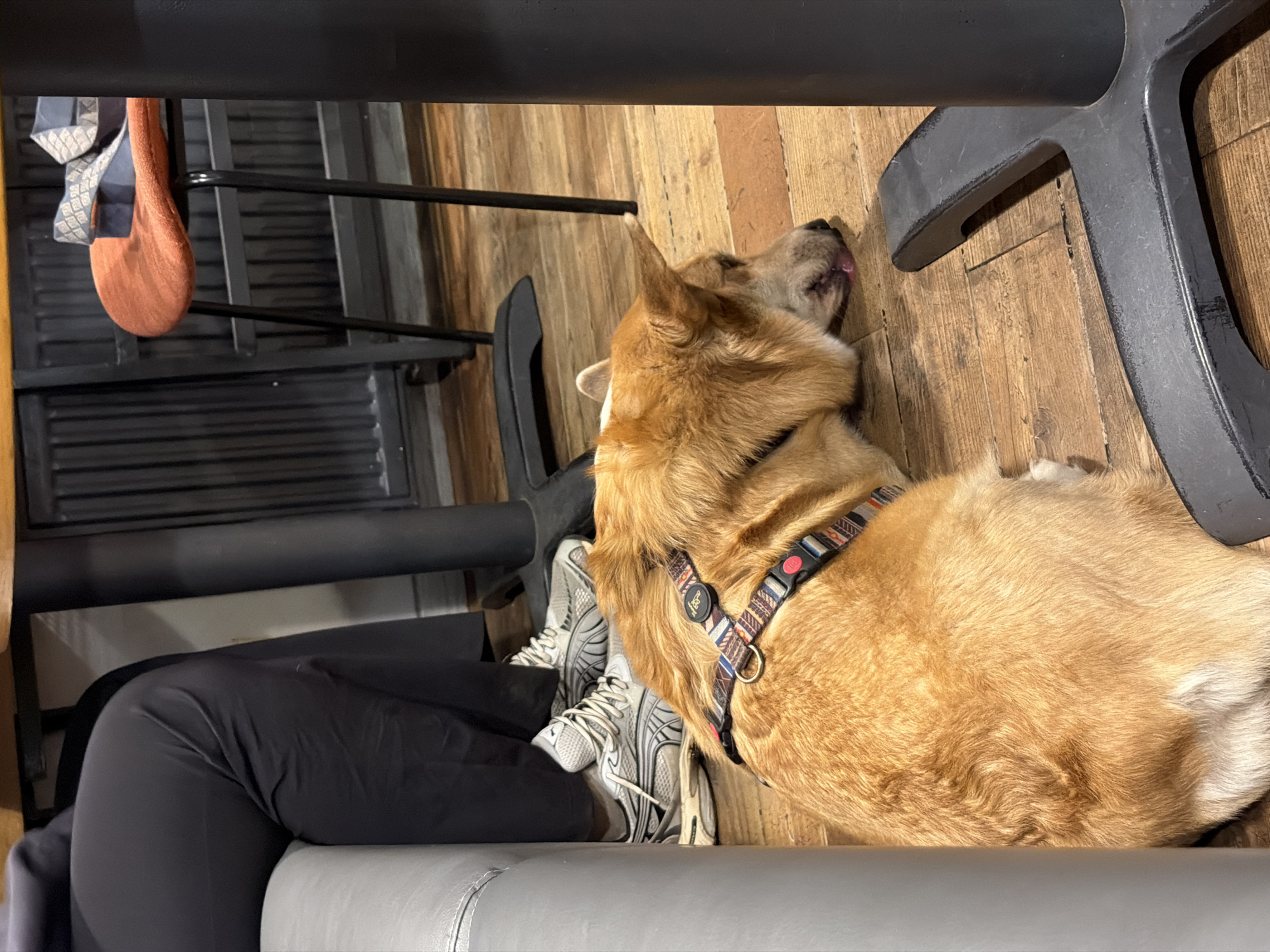 A medium-sized, tan-colored dog is lying on a wooden floor. The dog is wearing a multi-colored harness. A person wearing black pants and white sneakers is sitting on a light-colored cushioned surface. A black metal chair is above the dog. A brown fabric object and a blue and white patterned object are hanging from a black metal structure in the background. The location is Moscow, Russia.