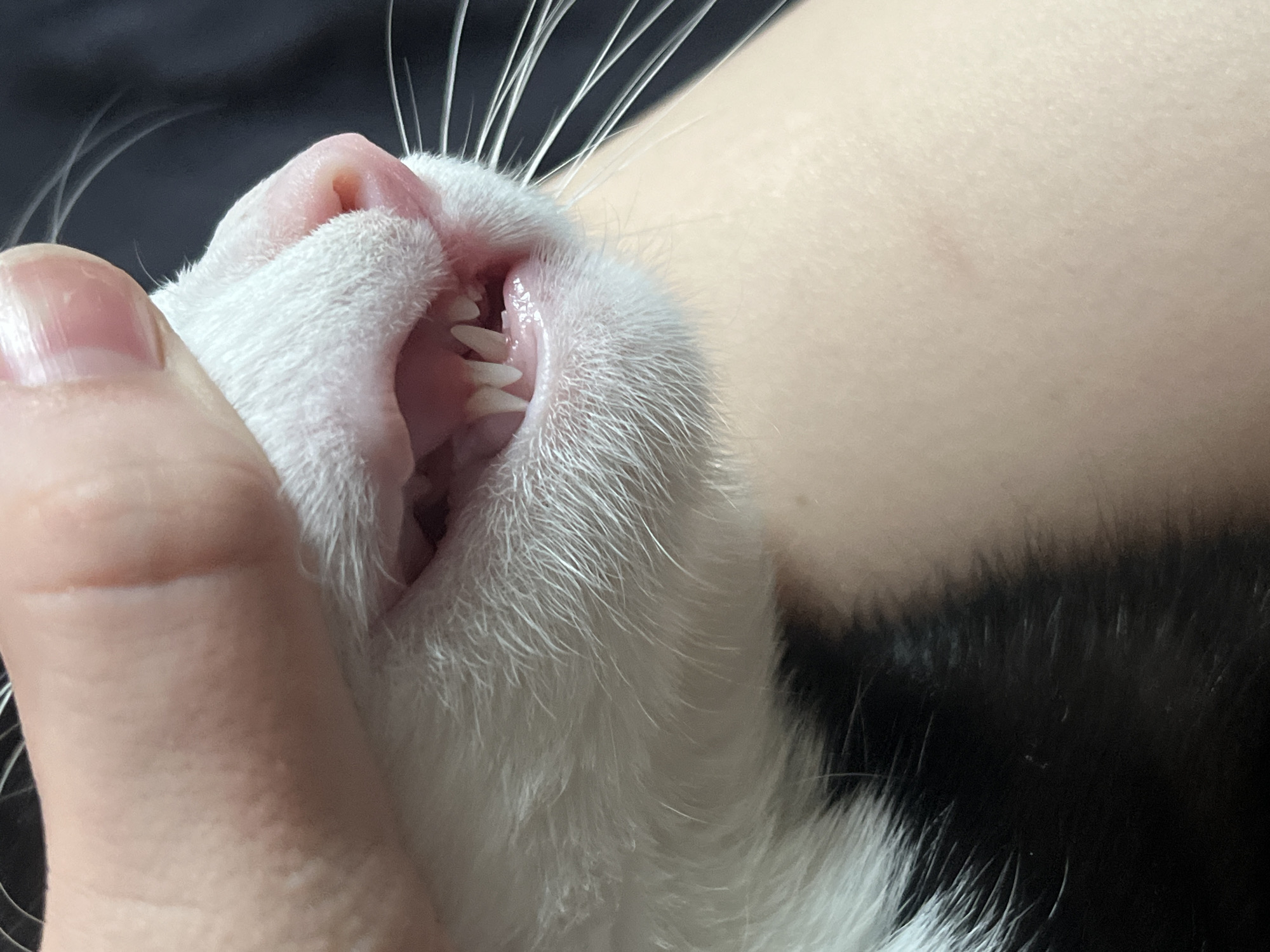 A close-up shot shows a person holding open the mouth of a white cat to expose its teeth. The cat's pink gums and white whiskers are visible. Part of the person's hand is in the lower left corner of the frame. The setting appears to be indoors. There is no indication in the image that indicates any connection to St. Petersburg, Russia.