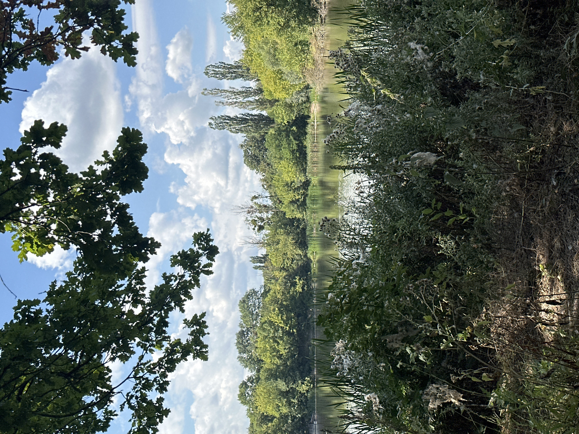 An outdoor, eye-level shot captures a natural landscape with a body of water in the midground. The foreground is filled with dense, green vegetation, including tall grasses and plants with white, fluffy seed heads. In the midground, a calm lake reflects the surrounding trees and sky. The background features a lush treeline composed of various deciduous trees, interspersed with a few tall, slender trees that resemble poplars. The sky above is a bright blue, dotted with fluffy white clouds. Overhanging branches of a leafy tree frame the top of the image, casting dappled shadows. The scene appears to be a tranquil natural setting within the vicinity of Shatava, Ukraine. No people or animals are visible in the frame.