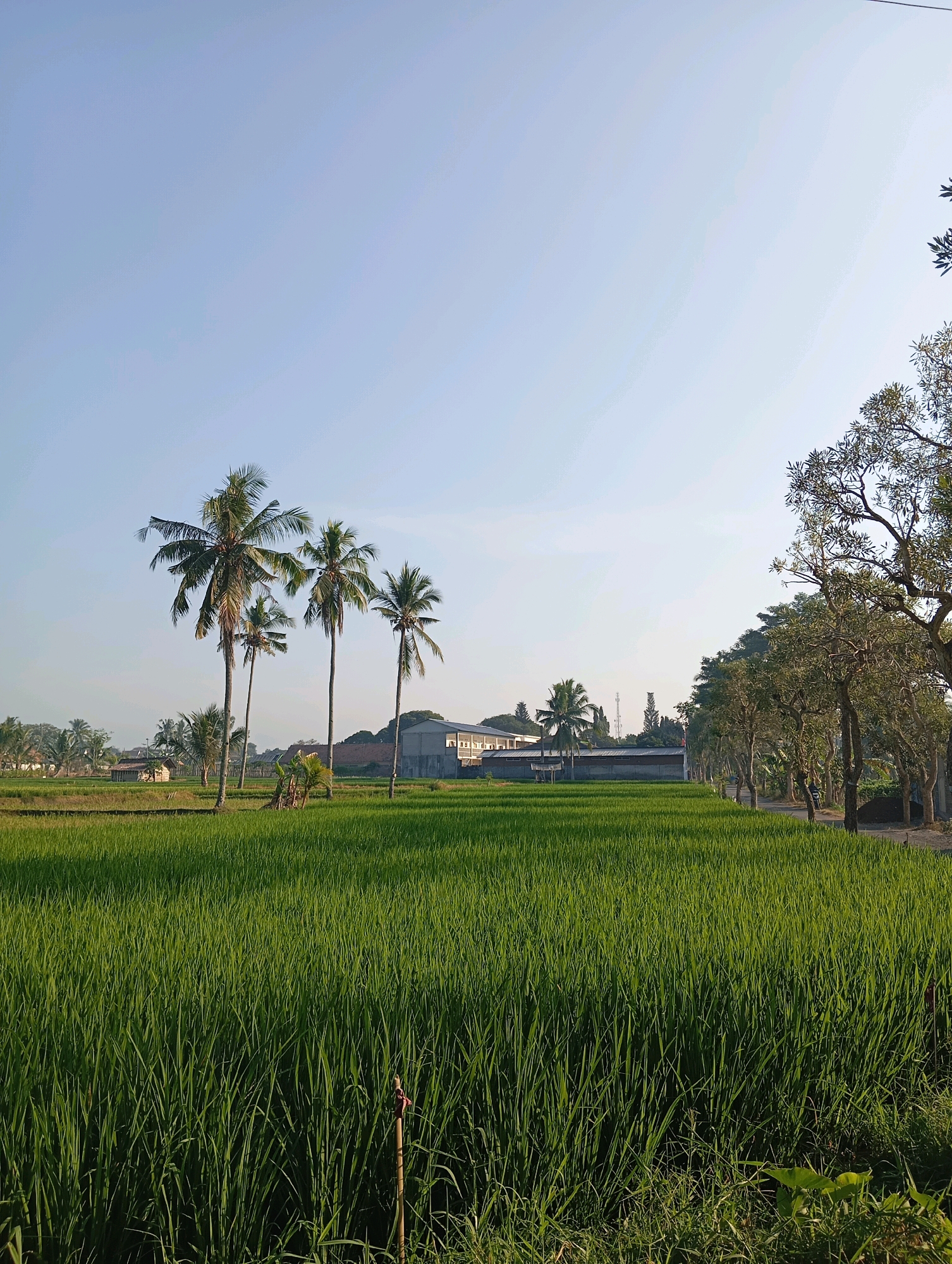 This is a vertical, eye-level, daytime, outdoor, full shot of a bright green rice paddy field in Pasirian, Indonesia. The field extends from the foreground to the middle ground, and it is bordered on the left by a line of palm trees of varying heights, and on the right by a road lined with leafy trees. In the background, several buildings are visible, including a light-colored, multi-story structure. The sky is a clear, pale blue with no clouds. The overall impression is one of natural beauty and rural tranquility.