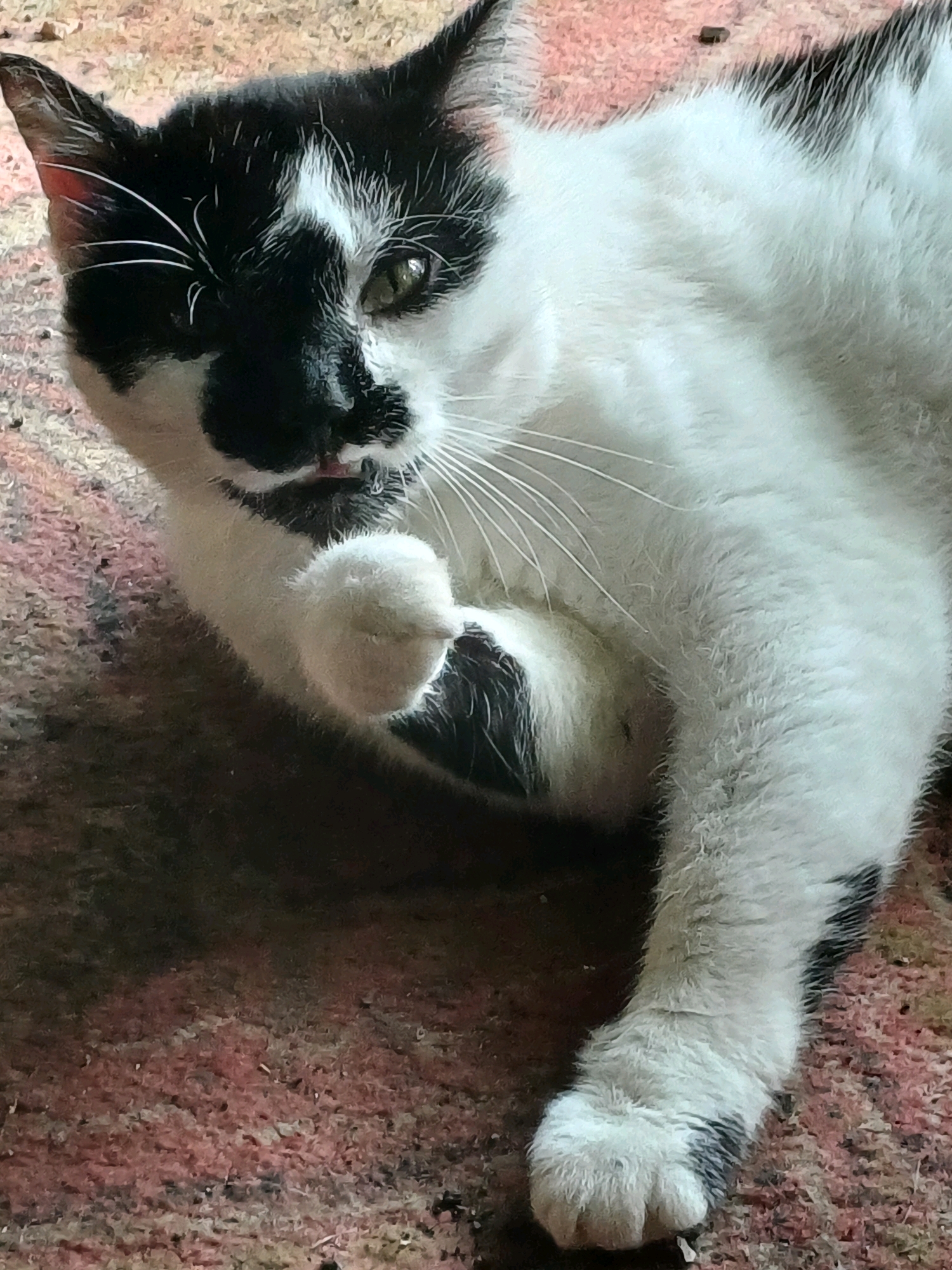 A black and white cat lies on a textured, reddish-brown rug. The cat's head is turned towards the viewer, with one eye visible and its tongue slightly extended. Its front paw is raised near its face. The background is a blurred, reddish-brown textured surface, resembling a rug. The image does not provide any information that would indicate a location in Riga, Latvia.
