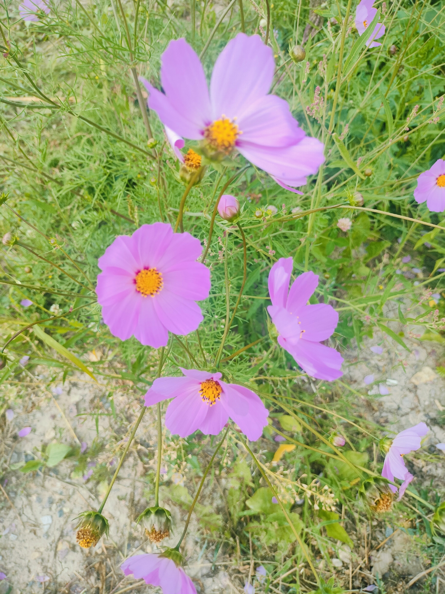 This is a close-up, high-angle, natural-light photograph of several pink cosmos flowers with yellow centers, growing in a patch of green foliage and sandy soil. The flowers are in various stages of bloom, with some fully open and others in bud. The background is out of focus, with blurred green stalks and leaves. The ground appears to be a mixture of sand and small stones. There are no people or animals present in the image. The scene is devoid of any man-made structures or objects. The location of Porkuzi, Russia, is not evident from the image itself.