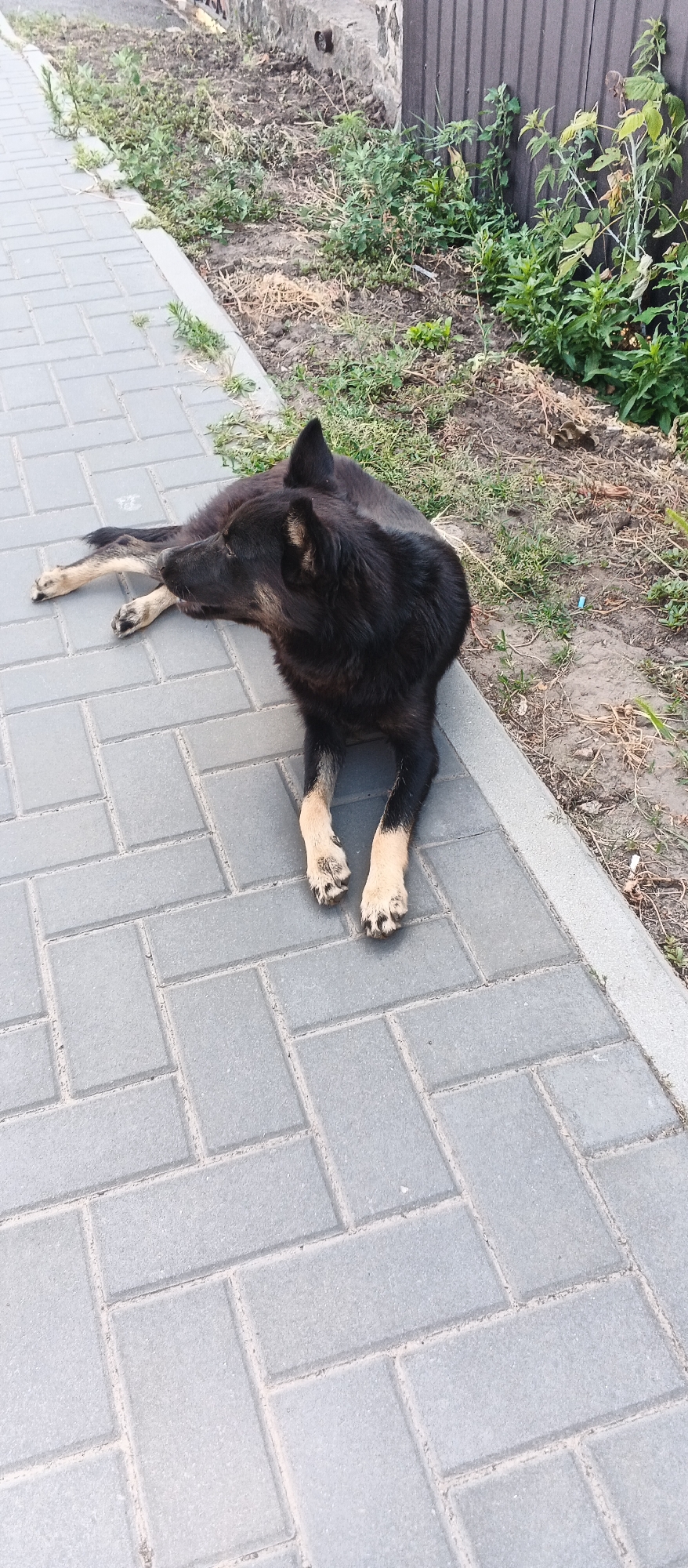 A black and tan dog is lying down on a sidewalk made of gray interlocking pavers. The dog is facing to the left of the frame, with its head slightly raised and turned, looking towards the viewer's left. Its body is elongated along the sidewalk. The sidewalk is bordered on the right by a strip of dry grass, dirt, and some green weeds, which leads to a dark brown vertical fence and a concrete wall. The scene appears to be in an outdoor urban or suburban setting. The lighting suggests it is daytime.