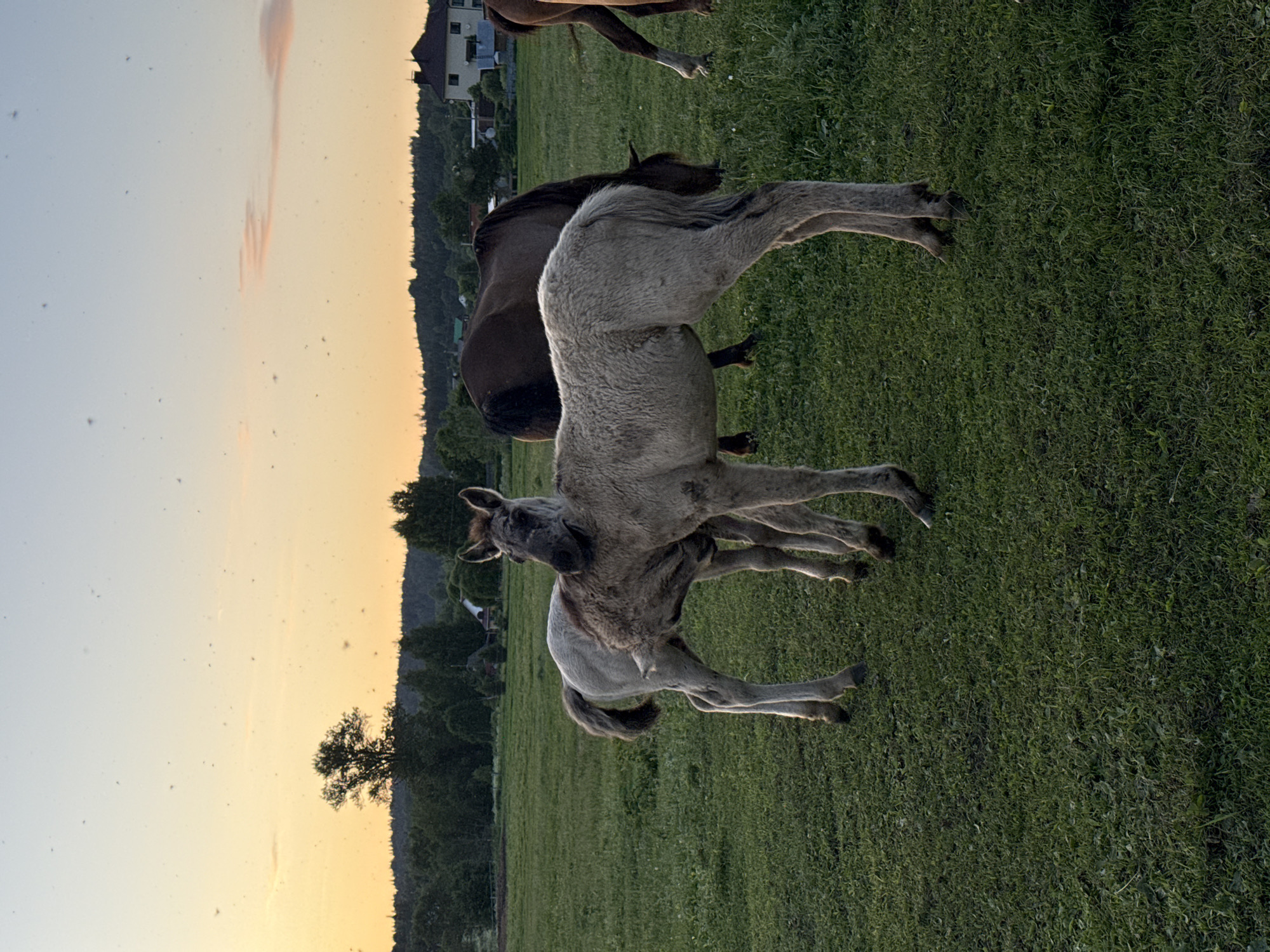 The image depicts a rural landscape in Opary, Russia, at dusk. The sky displays a gradient of pale yellow to light blue, with a few wispy pink clouds and numerous small dark specks, possibly insects. In the foreground, two young horses stand closely together in a lush green grassy field. Their coats are a pale, dusty gray with darker points. The horse on the left is facing left and slightly towards the viewer, while the horse on the right is facing away, its head lowered towards the grass. Behind them, a darker-colored adult horse is grazing, facing away from the camera. Further in the background, a line of trees forms a dark silhouette against the horizon. Beyond the trees, several houses and buildings are visible, suggesting a small village or settlement. The overall scene is peaceful and serene, characteristic of a rural evening.