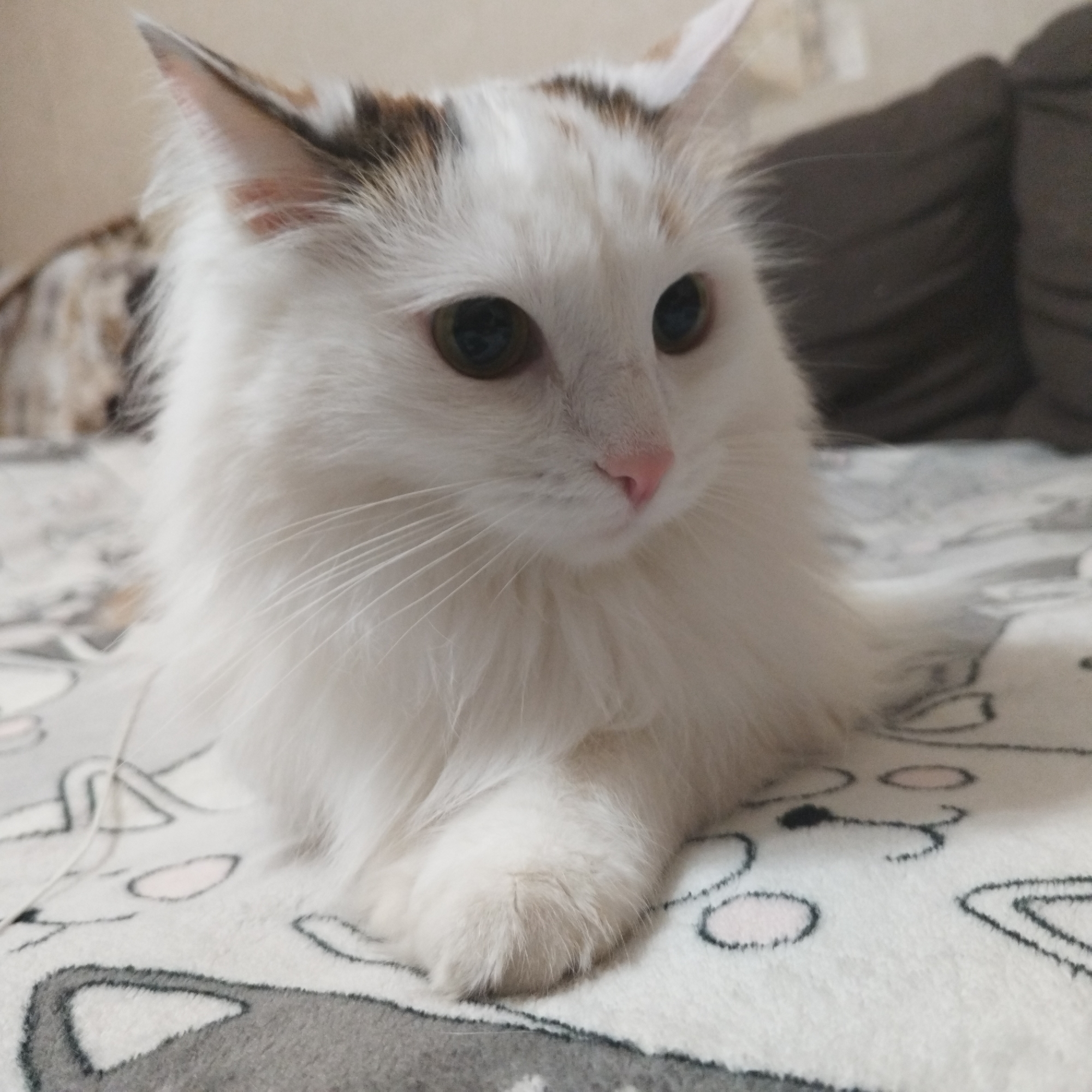 A medium shot captures a white long-haired cat with brown markings on its head and ears, resting on a white blanket patterned with gray and pink cat face designs. The cat is posed with its front paws extended and slightly crossed. Its eyes are focused off-camera. The background features a blurred brown cushion and hints of interior furnishings, suggesting an indoor setting. There is no evidence to identify the location as Yekaterinburg, Russia. The scene contains no people and focuses primarily on the cat.
