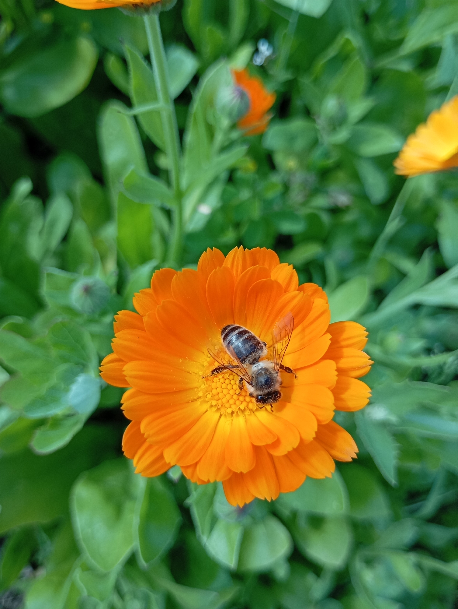 The image shows a close-up of an orange calendula flower with a bee collecting pollen. The flower is in focus, with its vibrant orange petals radiating outwards. The bee is positioned in the center of the flower, its body covered in pollen. The background is a blur of green foliage, indicating an outdoor setting. There is no indication of the location being within the city of Ryabki, Russia. The scene appears to be in a garden or a natural area. There are no people or any other identifiable subjects in the image.