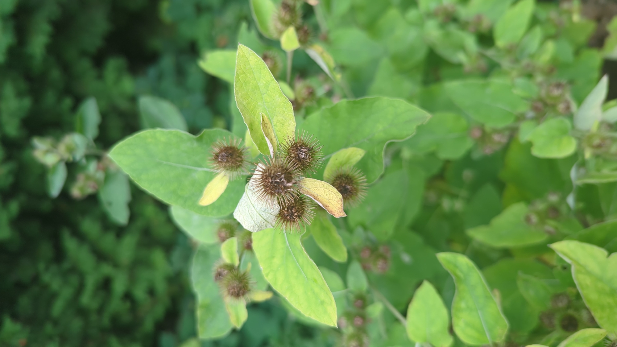 The image shows a close-up of a plant with spiky seed pods and green leaves. The plant is growing outdoors, with a blurred background of more green foliage, suggesting a natural or park-like setting. There are no people or animals visible in the image. The lighting is natural, and the focus is on the plant's details. The scene appears to be peaceful and natural. This image does not provide any information or context that would allow for the determination of its location within the city of Montreal, Canada.