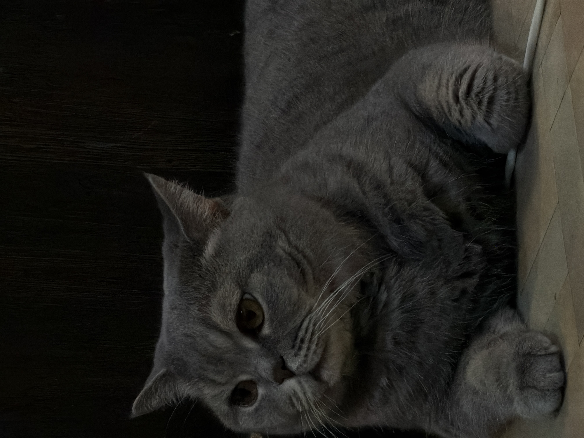 The image shows a grey British Shorthair cat lying down indoors. The cat is facing to the left of the frame, with its head slightly lowered and its eyes looking away. The background is dark and appears to be a wooden wall. The foreground shows a tiled floor. There is a white cable visible on the floor near the cat's paws. The image does not provide any information about the location in the city of Perm, Russia.