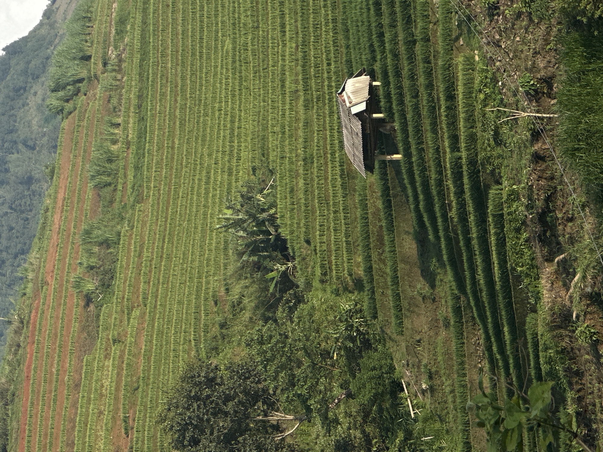 The image depicts a terraced landscape, likely rice paddies, in Khao Mang, Vietnam. The terraces, characterized by rows of green crops, ascend a hillside. A small, weathered wooden structure sits amidst the terraces. Trees and vegetation are visible on the lower part of the image. The lighting suggests either early morning or late afternoon. A mountain is visible in the background.