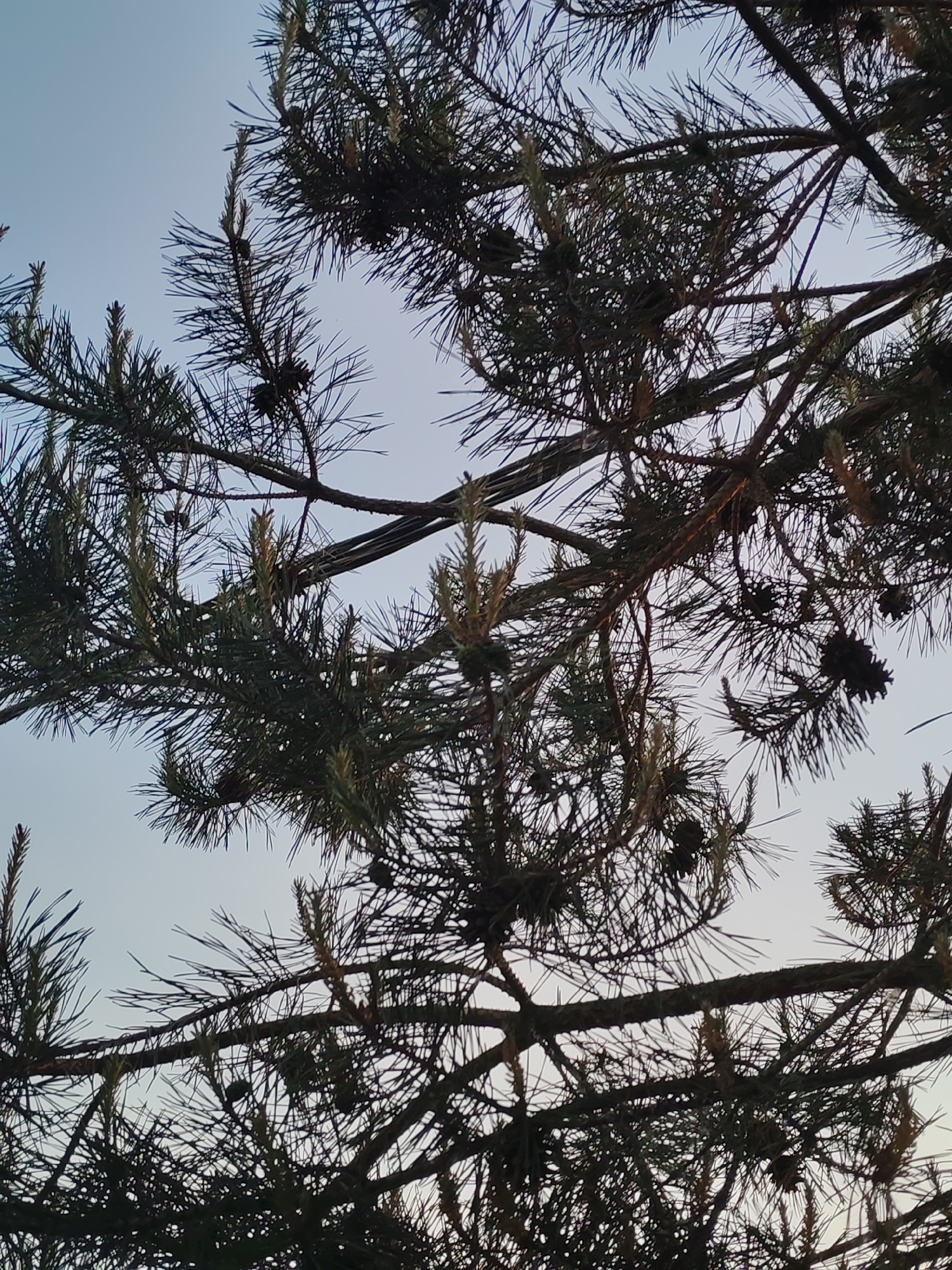 The image shows the branches and needles of a pine tree silhouetted against a light blue sky. Several pine cones are visible amongst the branches. A cable or thick wire runs through the center of the frame, intersecting several branches. The location is Podolsk, Russia.