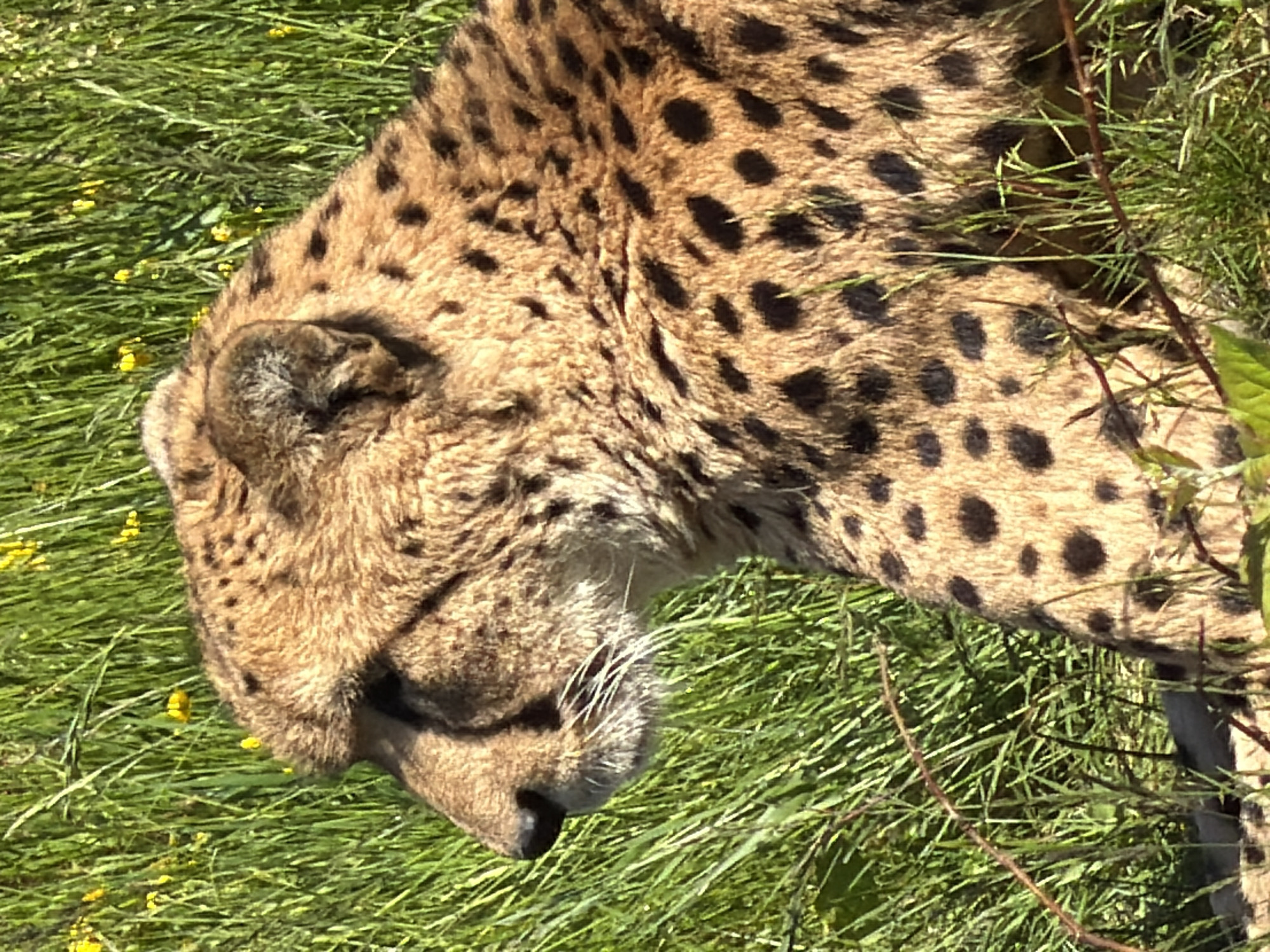 An adult cheetah is captured in a resting position, oriented in profile facing left. The animal's fur is a tawny to golden-brown color, densely covered with distinct, solid black spots of varying sizes and irregular shapes. Its left profile reveals a defined snout with a black nose, a mouth with visible white whiskers, and a part of its tear stripe extending from the eye area. The left ear is partially visible at the top of its head. The cheetah is situated in a vibrant green grassy field, with numerous small yellow flowers, likely dandelions or similar species, scattered throughout the foliage. Direct sunlight illuminates the scene, creating bright highlights on the cheetah's fur and the surrounding vegetation. Several thin, brown plant stems are visible interspersed with the green grass. No other subjects or interactions are present. This scene is located in Kristiansand, Norway.