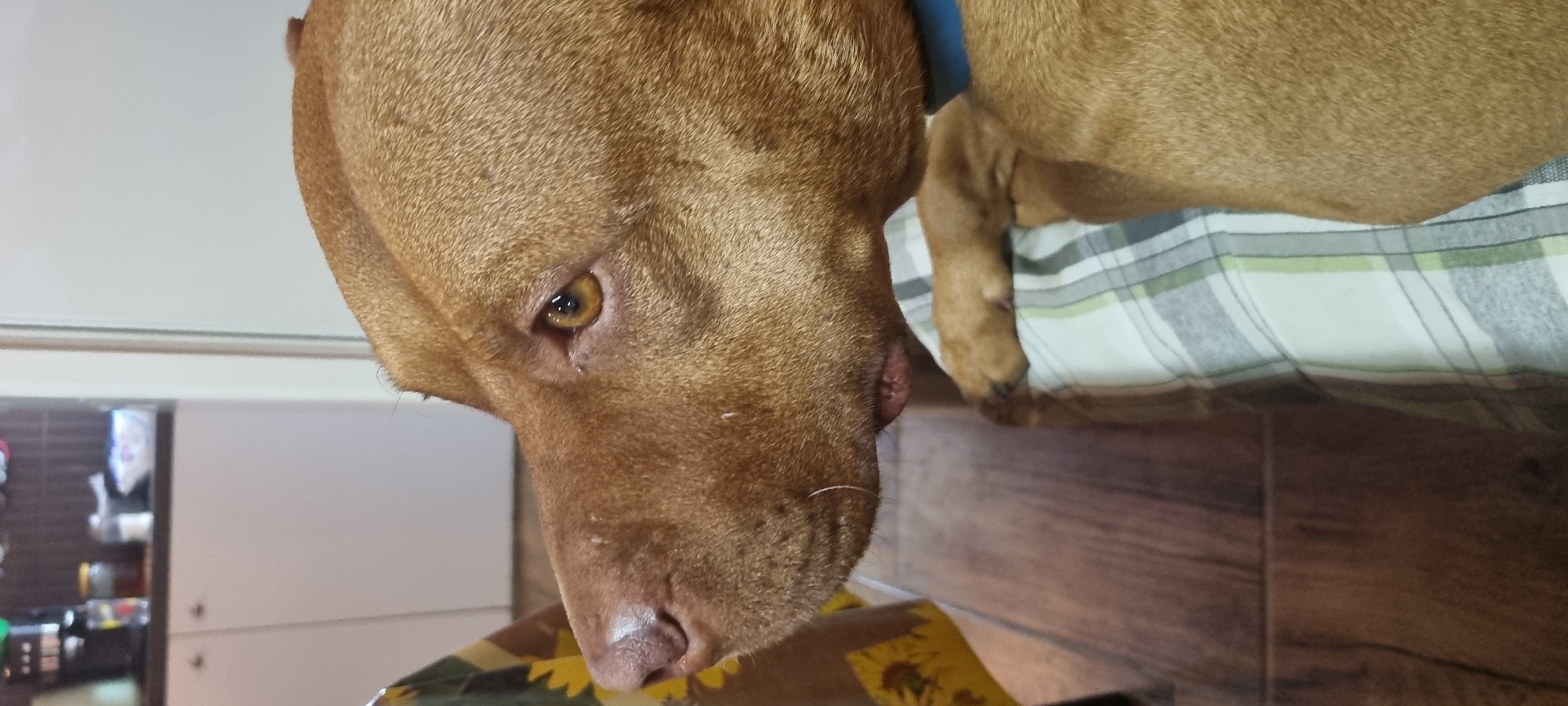 A close-up, slightly angled, indoor shot shows a tan-colored dog, likely a pit bull mix, lying on a patterned surface. The dog's head is positioned towards the lower left corner of the frame, with its eye visible. The dog has a blue collar around its neck. The dog's nose is partially resting on a surface with a sunflower pattern. In the background, there is a glimpse of a room with white cabinets and various items on a shelf. The patterned surface the dog is lying on appears to be a bed with a plaid pattern. The floor is visible in the bottom right corner and appears to be wooden. The location is unspecified.