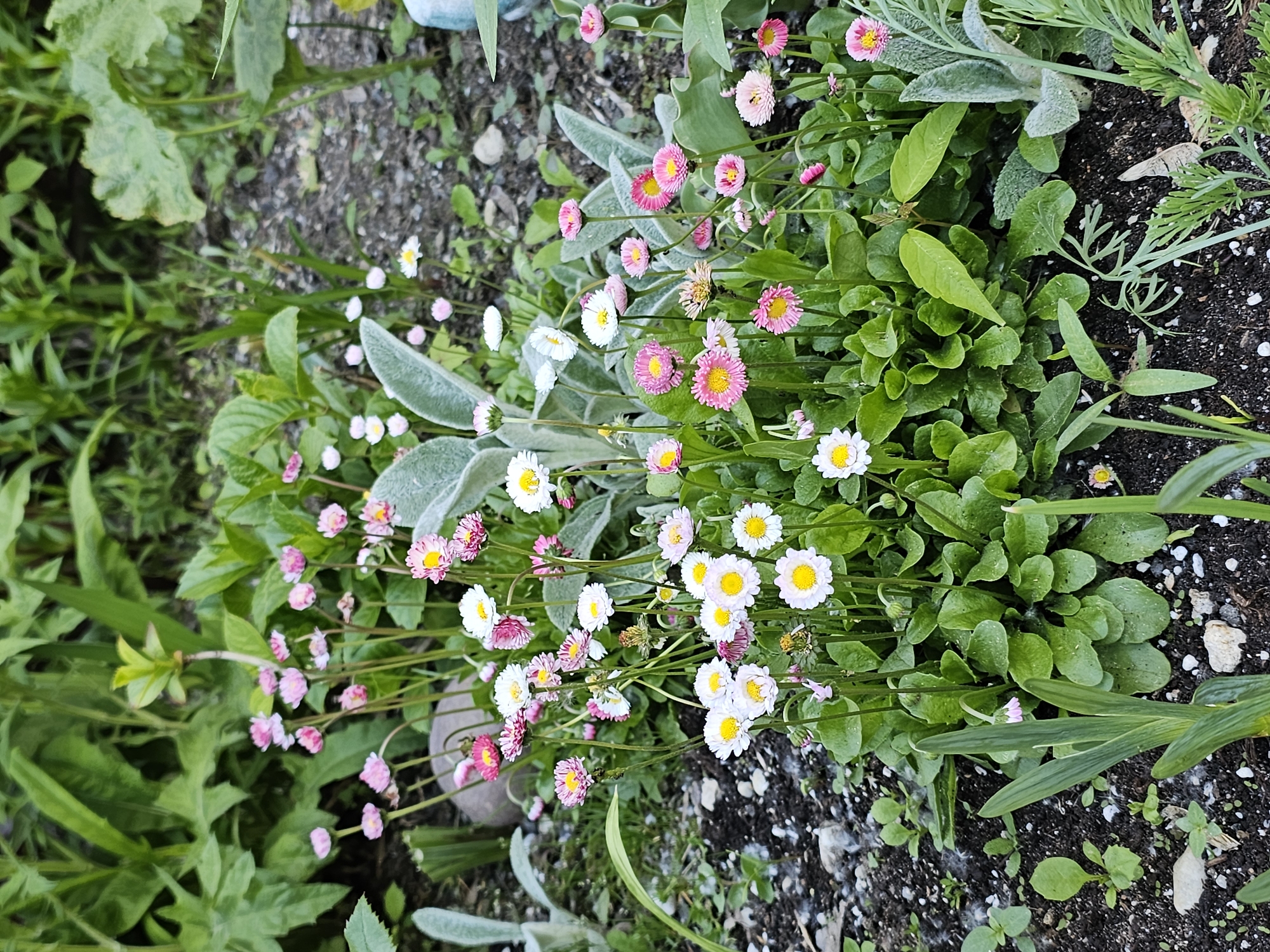The image shows a patch of land in an outdoor setting, likely in Khimki, Russia. The dominant feature is a dense cluster of small, daisy-like flowers with white and pink petals and yellow centers. These flowers are interspersed with various green plants and foliage of different textures and shades. The ground is covered with dark soil, small rocks, and scattered green sprouts. A few larger, leafy plants are visible on the periphery.