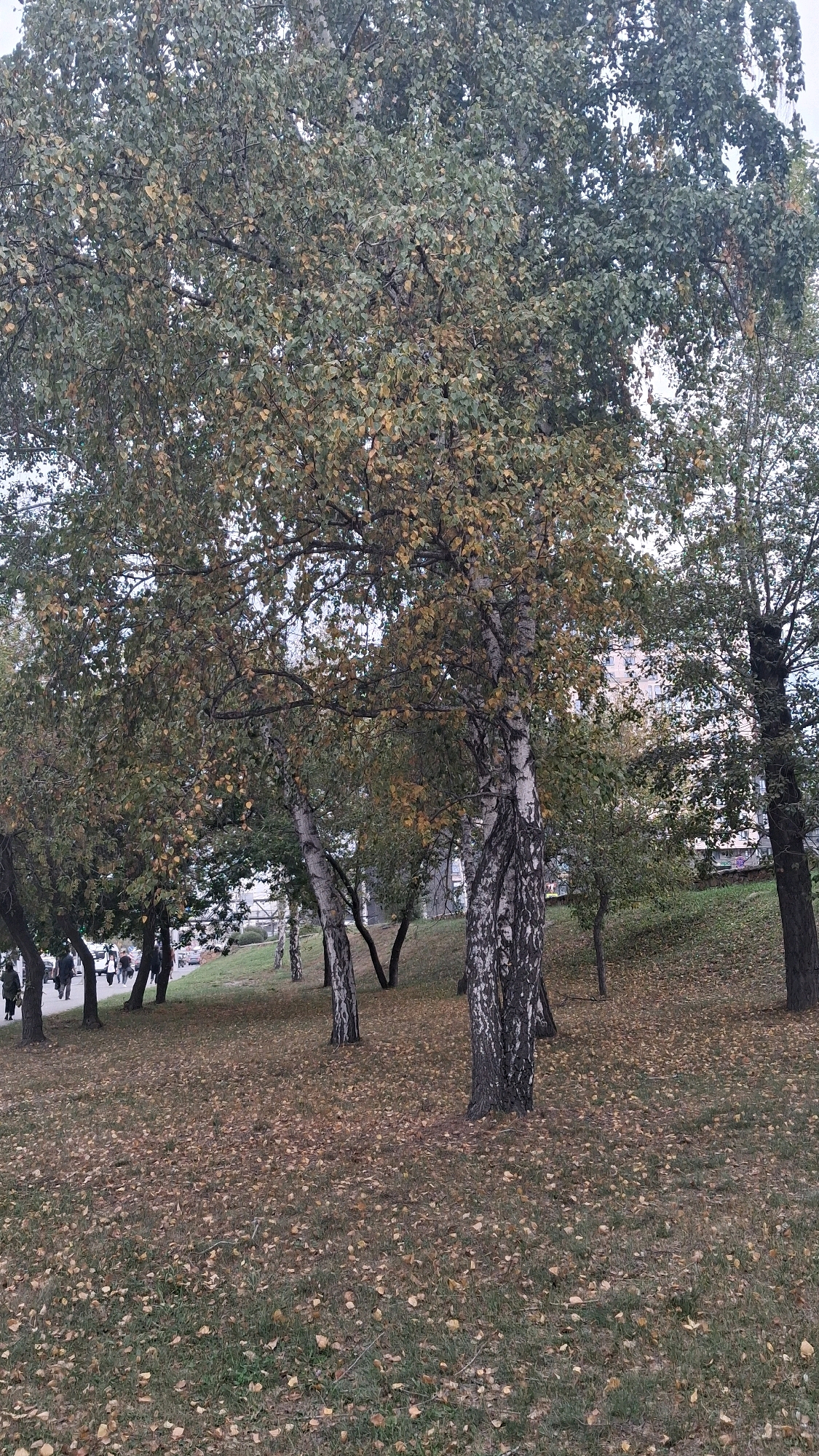 The image depicts an autumn scene in a park or natural area, likely in Novosibirsk, Russia, as indicated by the presence of birch trees with their characteristic white bark and the overall ambiance of a transitional season. The foreground is covered in a thick carpet of fallen leaves, primarily in shades of brown and yellow, interspersed with patches of green grass. Several birch trees are prominent in the frame, with their multi-colored leaves transitioning from green to yellow and brown.
In the background, there is a slight incline on the right side of the image, also covered with fallen leaves and grass. A path or walkway is visible on the left side, with several pedestrians walking along it. These individuals are dressed in casual outerwear, suggesting cool weather. Behind the path, more trees and some buildings are visible, indicating an urban or suburban setting. The sky is overcast, contributing to the muted lighting of the scene. The overall impression is that of a peaceful, autumnal day in a public space.