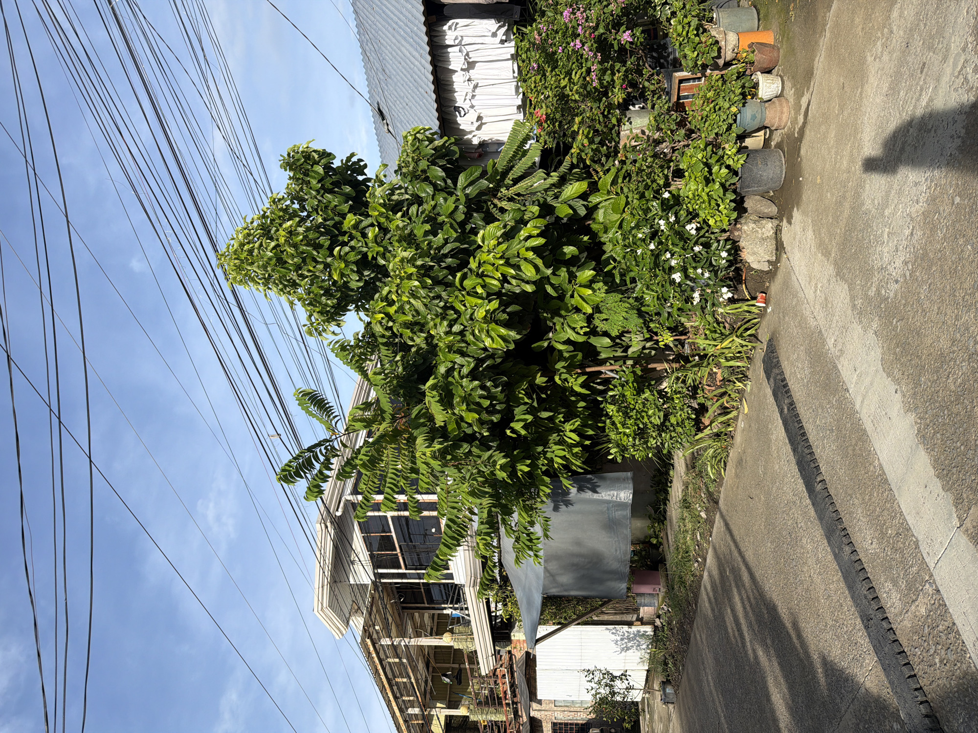 The image depicts a street scene in Davao City, Philippines. Overhead power lines crisscross a partly cloudy sky. A concrete sidewalk runs along the right edge of the frame. Adjacent to the sidewalk, a building with a galvanized iron roof and white siding is partially obscured by lush greenery, including a tree and flowering plants. Potted plants are arranged along the top edge of the greenery. In the background, a multi-story structure with dark window frames is visible, partially obscured by trees. The scene is bathed in sunlight.