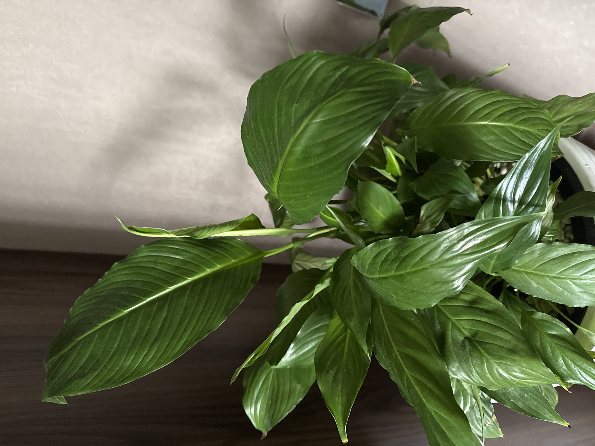 The image shows a peace lily plant in a pot, indoors. The plant has lush, green leaves. The plant sits on a dark brown wooden surface. The background is a neutral, light beige-grey wall. The location of the plant is unknown, and the assertion that it is in Chaikovsky, Russia cannot be confirmed from the image. There are no people present in the image.