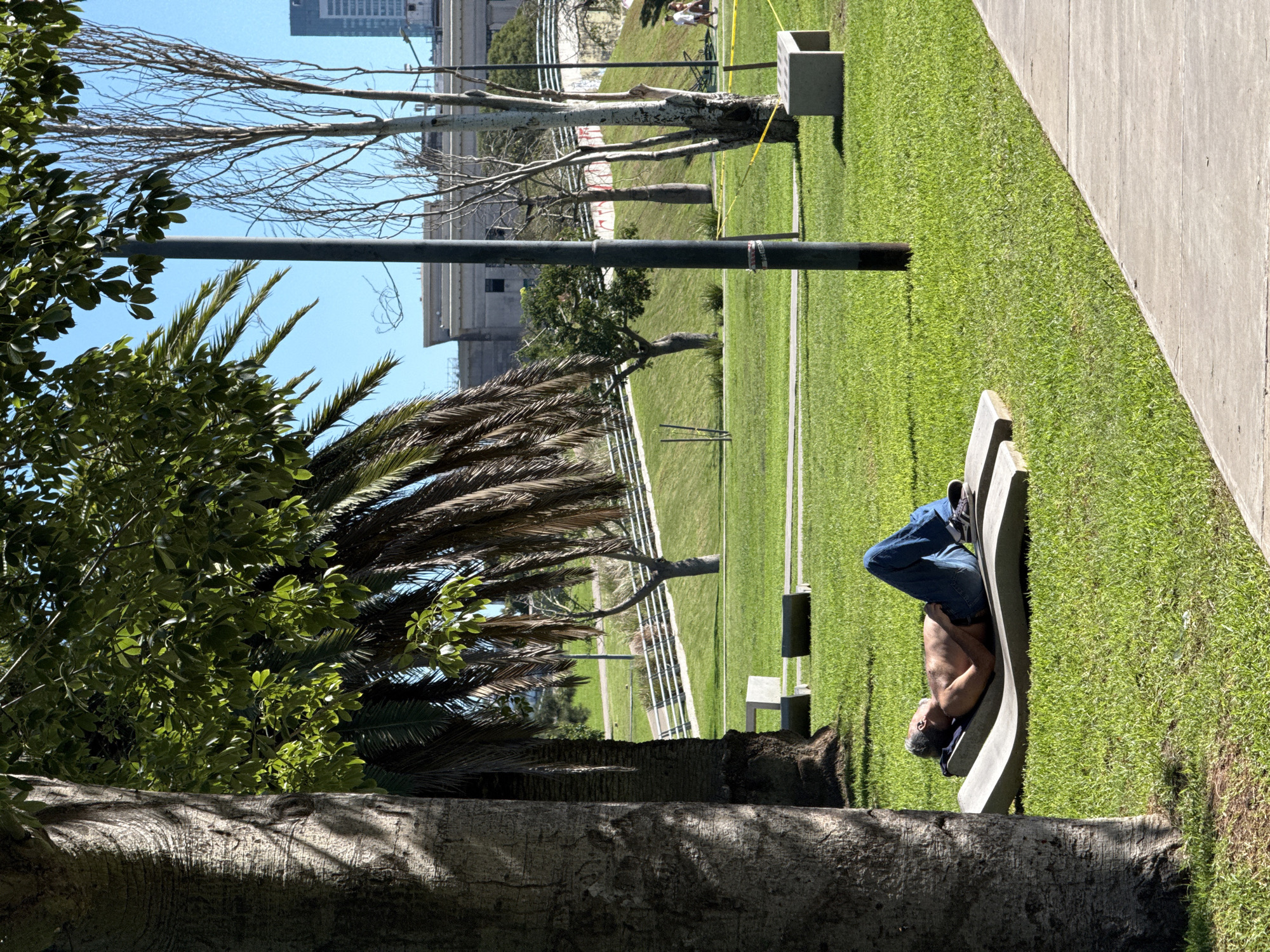 The image captures a sunny outdoor scene in what appears to be an urban park. In the foreground, a man is seen lying on his back on a light-colored concrete bench. He is shirtless, wearing blue jeans and sneakers, and has dark hair with some grey. His posture suggests relaxation or napping.
To the left of the man, a large tree trunk is visible in the closest foreground, partially shaded. Further back, lush green foliage and several palm trees with dark fronds are prominent on the left side of the frame, indicating a warm climate.
The middle ground features a wide expanse of neatly maintained green grass. A dark grey pole stands vertically in the center, and several other trees, some with bare branches and others with green leaves, are scattered across the grassy area. A concrete pathway runs along the right edge of the image, separating the grass from the foreground. Other concrete benches or planters are intermittently placed on the grass.
In the background, under a clear blue sky, several modern buildings and structures are visible, suggesting an urban environment beyond the park. A white fence or railing can be seen further back. Distant figures of people are visible on the grass near a yellow barrier or tape in the far background. The bright sunlight casts distinct shadows, indicating a clear, sunny day, likely during late morning or early afternoon. No discernible text is visible on any objects or surfaces within the image.