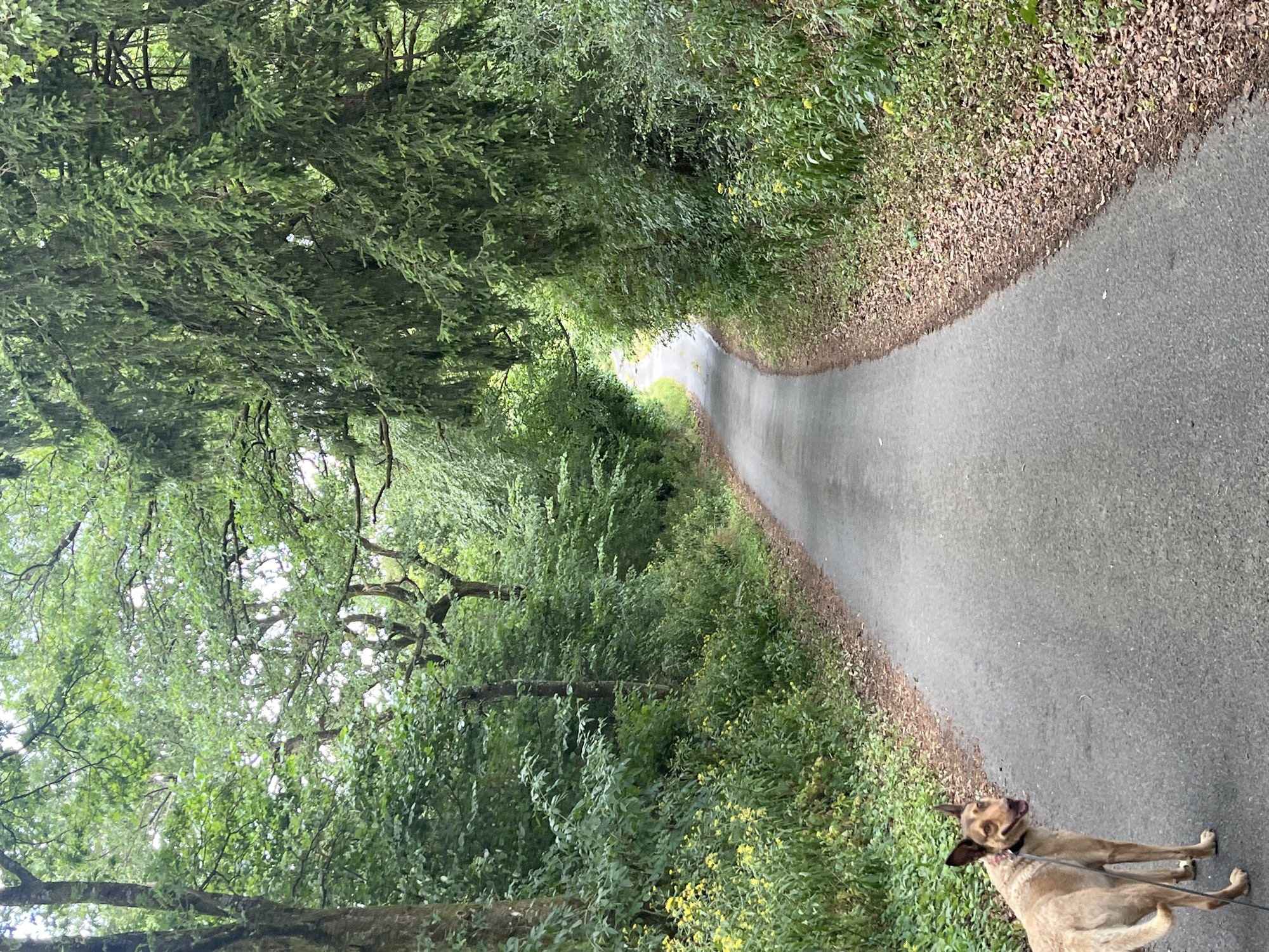 The image captures a scenic asphalt road winding through a lush, tree-lined environment. A medium-sized tan dog with brown markings on its face and ears is visible on the left side of the road, facing the camera with its mouth open. The dog appears to be on a leash. The road is bordered by dense green foliage, with a variety of trees and plants creating a natural canopy overhead. Fallen leaves are scattered along the edges of the road, suggesting it might be autumn or that the trees are shedding. The road curves into the distance, disappearing around a bend, with the surrounding greenery continuing on both sides. The lighting suggests an overcast day. The location is identified as Saint-Vith, Belgium.