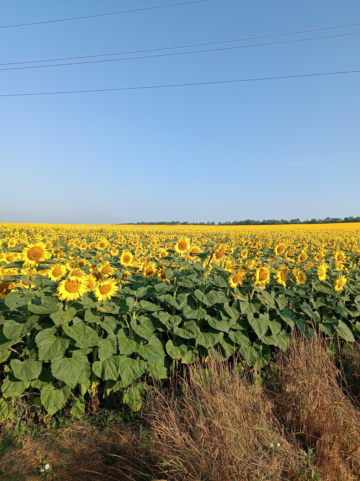 A vast field of sunflowers, in full bloom with bright yellow petals and brown centers, stretches towards a distant tree line under a clear, pale blue sky. Several thin, dark power lines crisscross the upper portion of the sky. The foreground of the image is dominated by the large, green leaves and stalks of the sunflowers. To the right, dry, golden grass and some sparse green vegetation are visible at the edge of the field. The image appears to have been taken in Sîngerei, Moldova, given the agricultural landscape and common presence of sunflower fields in the region. There are no people or animals visible in the scene. The overall impression is one of a sunny, rural landscape during a warm season.
