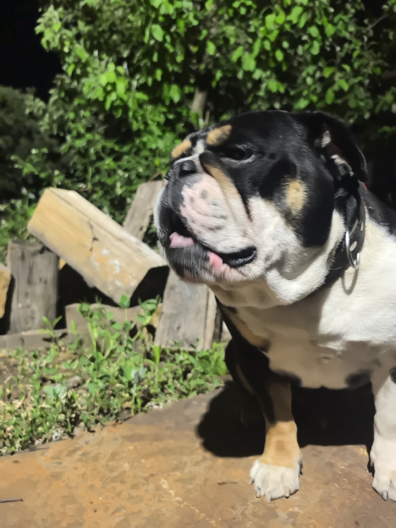 An English bulldog with black, white, and brown markings is sitting outdoors on a rust-colored surface with grass growing nearby. The dog has a black collar. In the background are stacked wooden logs and green foliage suggesting trees. The lighting indicates it might be dusk or night. There is no evidence of the city of Noviy, Russia, in the image.