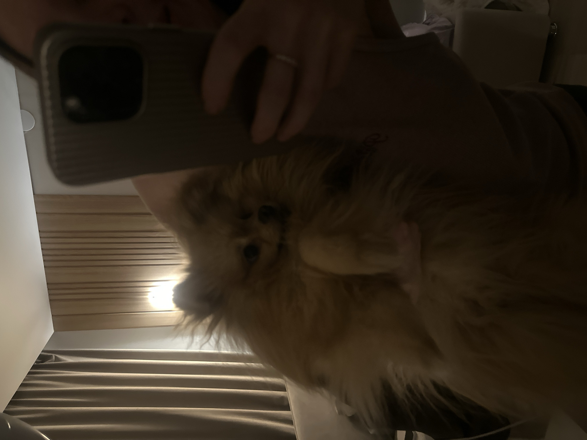 The image displays an indoor scene in Votkinsk, Russia, captured in dim lighting that suggests it is evening or night. The perspective is from a low angle, likely taken by a person interacting with their pet. A person's hand, wearing a metallic ring, is visible holding a smartphone with a grey, ribbed protective case, indicating they are taking a photo or video.
The central subject is a fluffy, light brown dog, consistent with a Pomeranian breed, positioned prominently before the camera. The dog looks directly towards the lens with one paw slightly raised. In the background, there is light-colored horizontal wood paneling or blinds, with a bright light source partially visible behind the dog's head. Below the paneling, light-toned curtains are drawn, and some indistinct furniture can be seen further back. The overall atmosphere is intimate and relaxed, portraying a calm moment between the owner and the pet. No text is visible in the image.