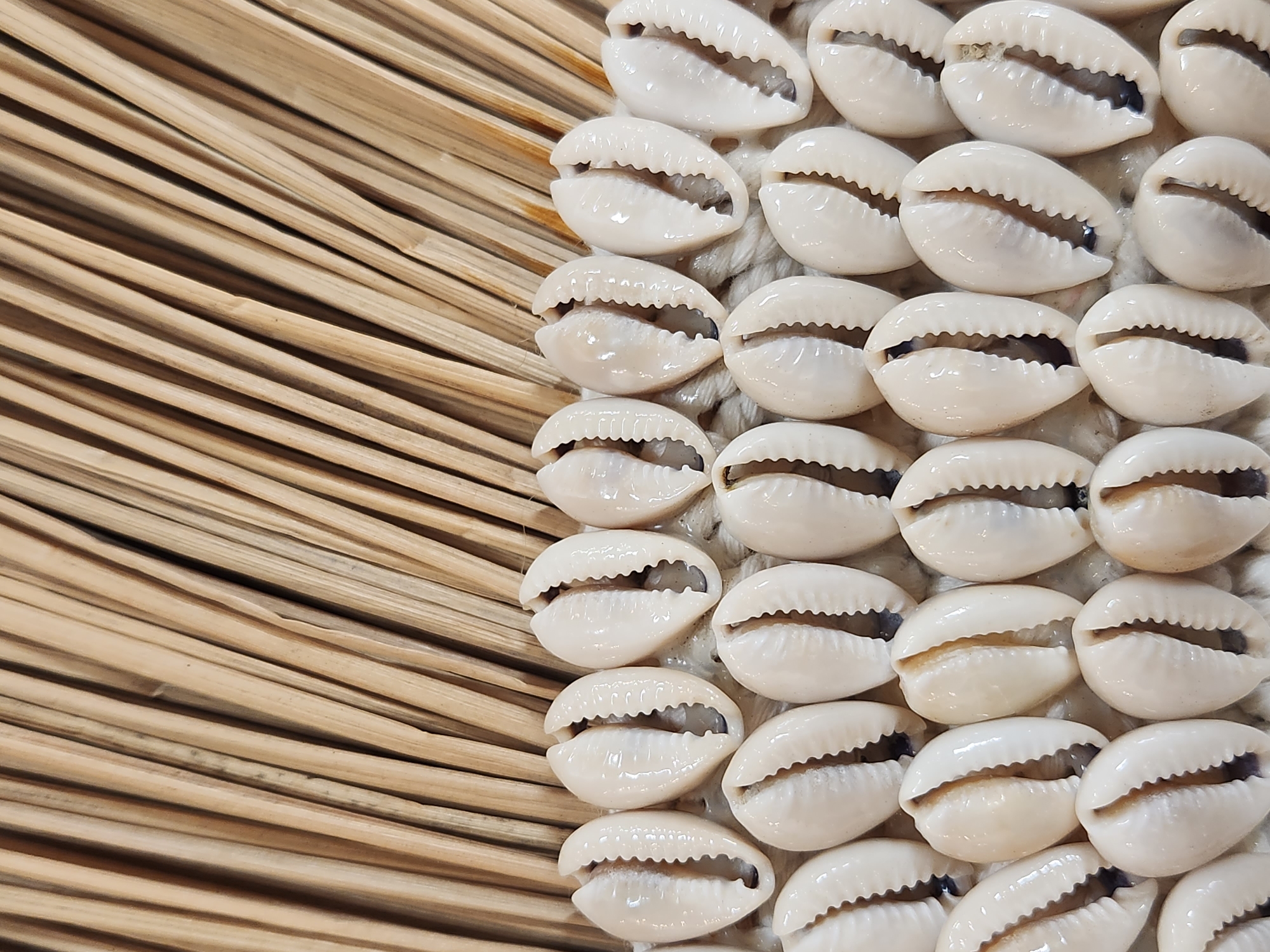 The image is a close-up, overhead shot of a decorative item featuring numerous white cowrie shells arranged in rows against a background of thin, parallel, light brown reeds or straw. The shells are the primary subject, meticulously placed and appearing to be sewn or adhered to a textured backing, possibly made of woven material or string. Each shell has a characteristic oval shape with a distinct opening along one side, revealing its darker interior. The shells are uniformly colored a glossy white and exhibit a slight sheen, suggesting they are either polished or naturally smooth.
The reeds in the background are oriented diagonally from the lower left to the upper right, creating a textured, linear pattern. They appear to be dry and have a natural, slightly varied coloration, with subtle darker lines or imperfections. The lighting is even, with no harsh shadows, indicating it might be taken indoors or under diffused natural light.
There are no people or animals visible in the image, and no specific activity is taking place. The scene appears to be a still life composition, showcasing the texture and arrangement of the natural objects. The overall impression is one of handcrafted artistry or a naturalistic decorative element. There is no visible text in the image. The location context is provided as Maitland, United States of America, which could suggest a craft market, a home decor item, or a souvenir from that region.