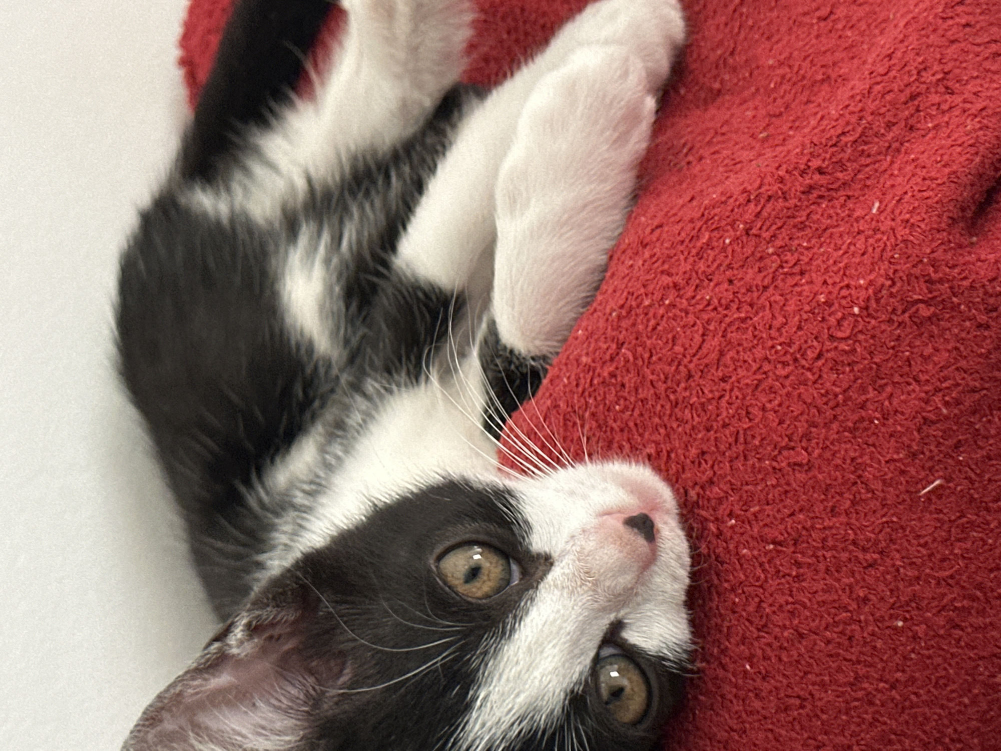 The image shows a close-up of a black and white kitten resting on a red textured surface, likely a blanket or towel. The kitten is positioned with its head tilted upwards, looking directly at the camera. Its eyes are large and brown, with visible pupils. The kitten has white fur on its chest, paws, and a stripe running up its nose. Its ears are visible, and its whiskers are prominent. A small pink nose with a dark spot is also noticeable. The kitten's body is partially obscured by the red surface, but its paws are visible and appear soft and fluffy. The overall impression is of a relaxed and possibly playful kitten. The background is out of focus, with a white area to the left of the kitten and the dominant red texture on the right. The lighting suggests it is daytime, and the indoor setting is implied. No text is visible in the image. The location context of Budva, Montenegro is not directly evident from the visual cues in the image itself.