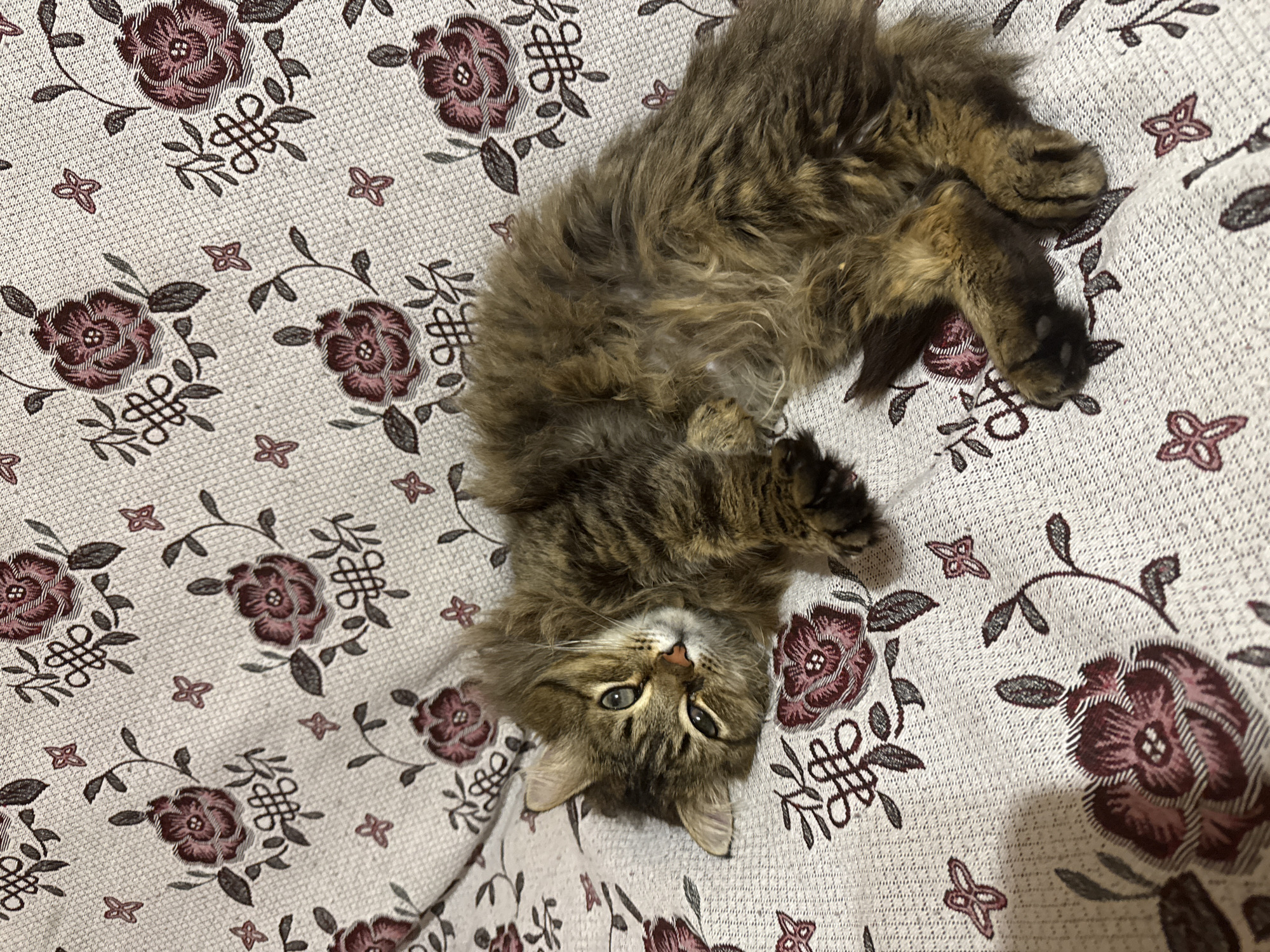 The scene is set in Tyulyuk, Russia. An adult domestic cat with medium-length, brown tabby fur and greenish-blue eyes is depicted lying on its left side on a patterned textile surface. The cat's head is slightly raised and turned towards the viewer. Its body is partially curled, with its front paws tucked and hind paws extended to the lower right. The textile, likely a blanket or upholstery, features a light beige or off-white base with a repeating pattern of dark red floral motifs, gray-green leaves, and stylized dark ornamental knots. The fabric exhibits a woven texture.