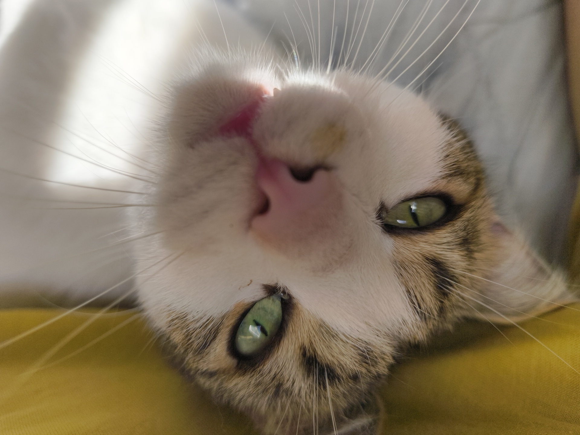 A close-up, slightly tilted shot focuses on a cat's face. The cat is primarily white with tan and brown markings around its green eyes. It has a pink nose and white whiskers. The cat appears to be resting on a mustard-colored surface. The location is not discernible from the image, and there is no indication that this image was taken in Sofia, Bulgaria. The image contains no people or visible interactions.