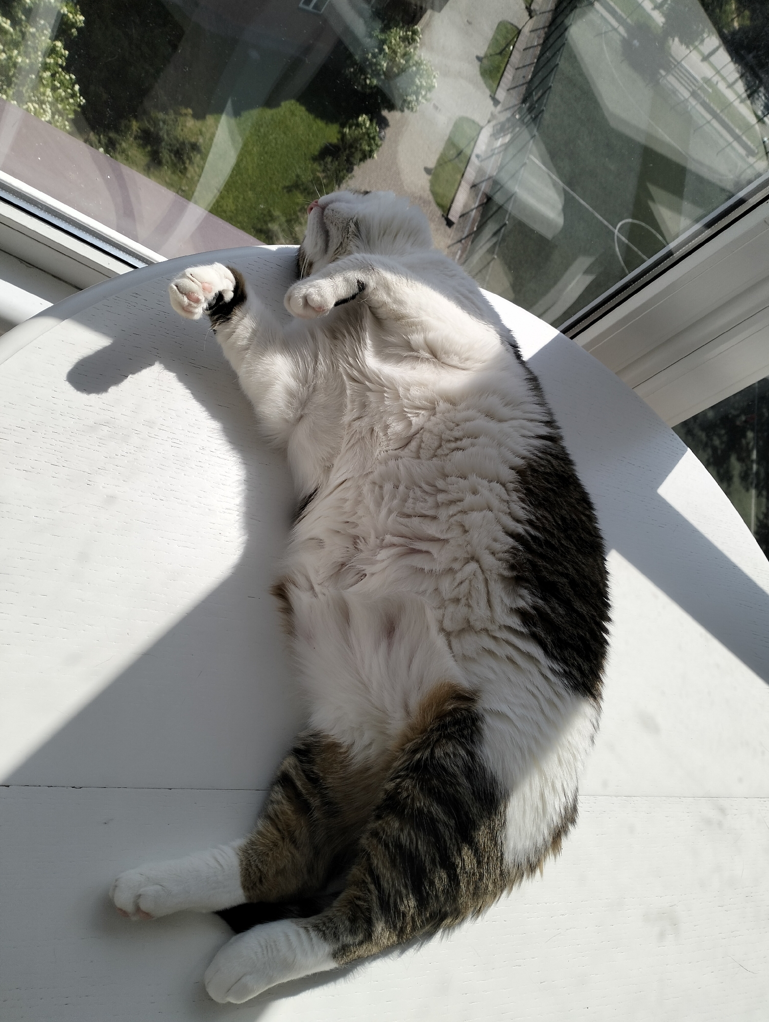 A cat is lying on its back on a white, round table near a window. The cat is mostly white with brown and black markings. The window reflects trees and a building exterior. The location is not discernible as Krykhivtsi, Ukraine, from the visual information available.