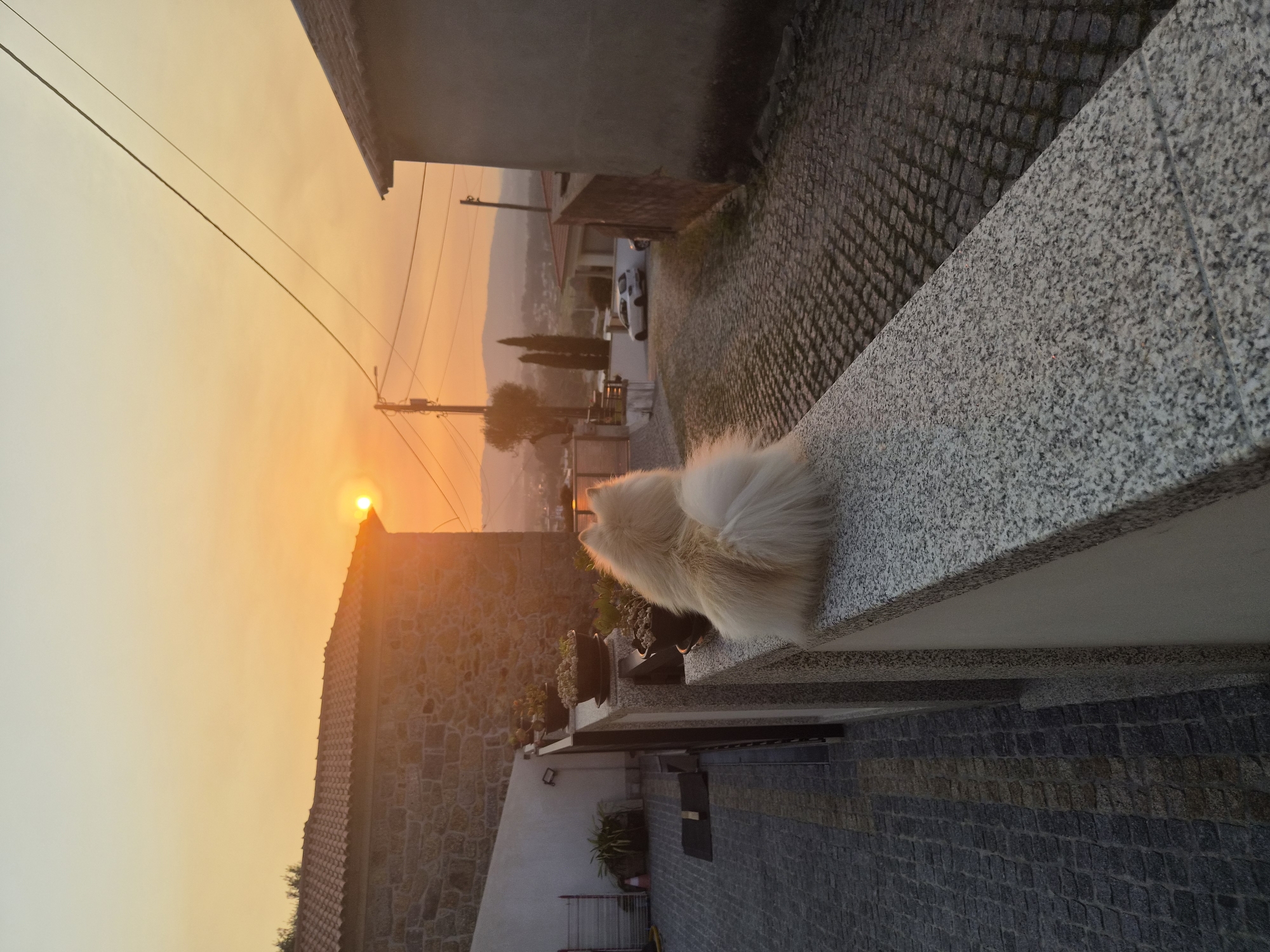 A light-colored fluffy dog is sitting on a granite ledge, facing away from the camera, looking out at a sunset over a cobblestone street in Barcelos, Portugal. The dog's back and fluffy tail are visible. The sun is low on the horizon, casting a warm orange glow across the sky. In the background, there are stone buildings, a road with cars, and rolling hills. Power lines are visible crisscrossing the sky. The cobblestone street is made of dark gray and some lighter gray stones. The overall atmosphere is peaceful and serene.