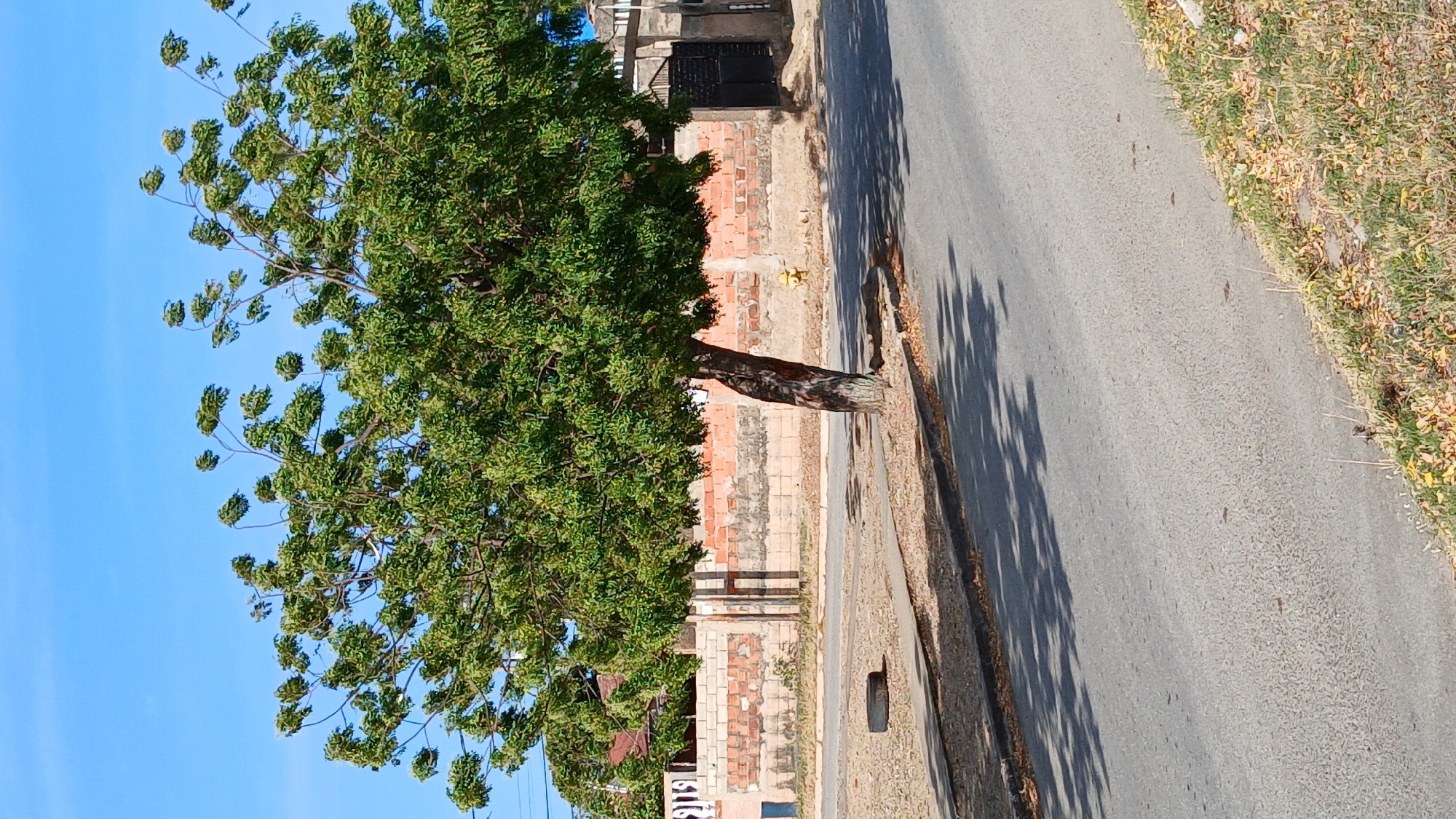 A daytime shot taken at street level in Juan Griego, Venezuela, features a tree with lush green foliage. The tree stands adjacent to a brick wall. The street is paved and runs alongside the wall. The sky above the tree is a clear blue. The pavement has a slightly rough texture. The wall consists of red and off-white bricks. A narrow strip of dry grass and vegetation runs along the edge of the pavement opposite the wall. A black metal drain cover is visible on the edge of the street. The shadows of the tree fall across the road. A building with a black gate is seen behind the wall.