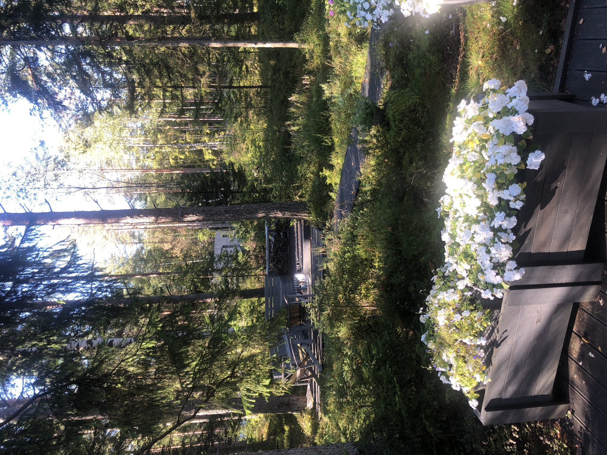 The image depicts a sun-dappled forest setting. In the foreground, a large, dark wooden planter box overflows with white and purple flowers. The planter sits on a wooden deck. Beyond the planter, a path made of dark wooden planks winds through lush green undergrowth. Further in the background, a wooden seating area with chairs and a table is visible, set within the trees. The environment is characterized by tall evergreen and deciduous trees, with sunlight filtering through the canopy. The scene appears to be a serene outdoor living space integrated into a natural forest environment. The image does not contain any people or identifiable landmarks that would suggest a specific location within the city of Arfa, Russia.
