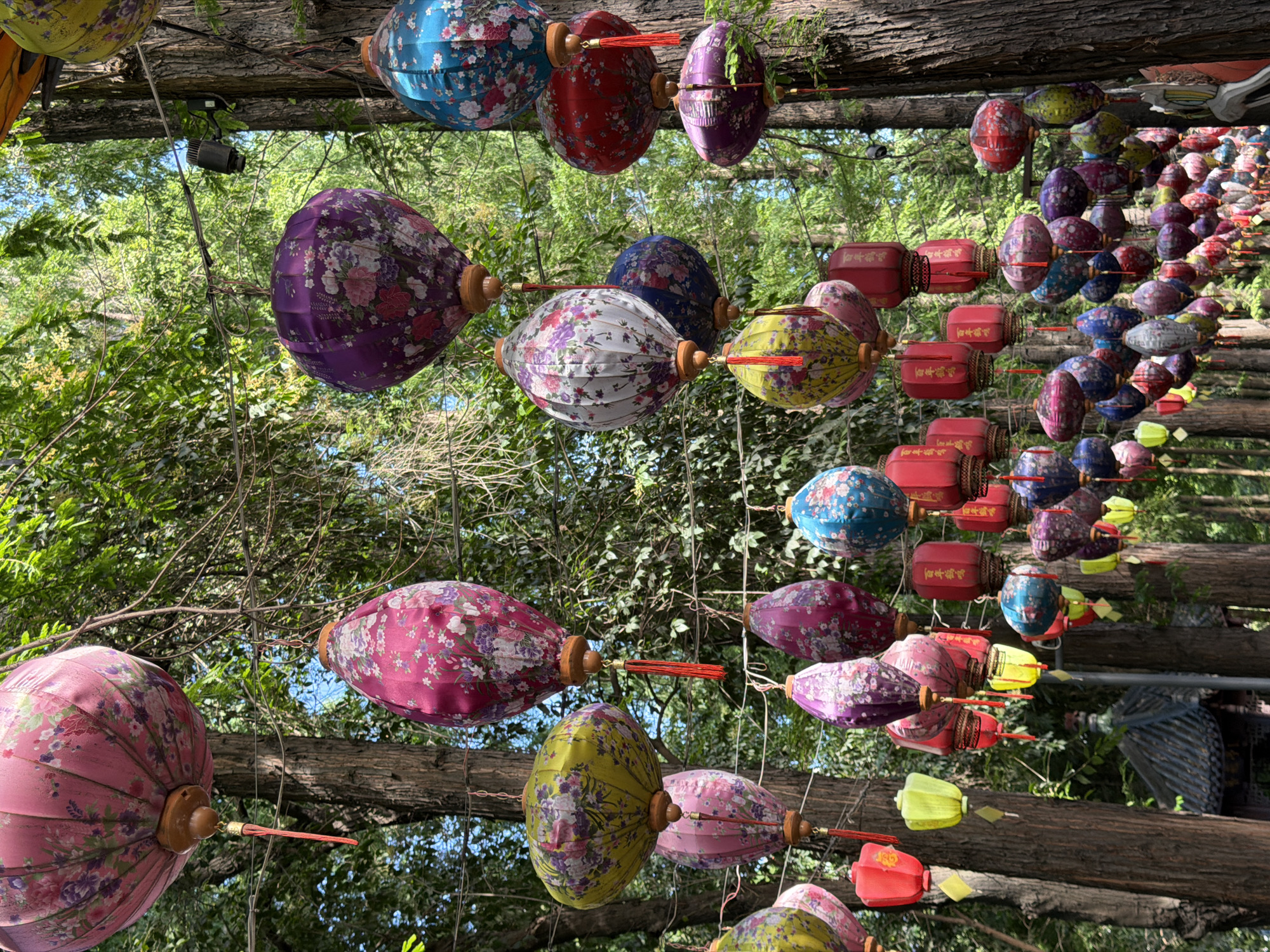 In the city of Qingyang District, China, numerous traditional Chinese lanterns are suspended from tree branches, creating a festive and vibrant atmosphere. The lanterns are in various shapes, sizes, and colors, including pink, purple, blue, red, and yellow. Many of them are adorned with floral patterns, adding to their decorative appeal. The lanterns are hung at different heights, with some closer to the viewer and others receding into the distance, creating a sense of depth. The background is filled with lush green trees, suggesting an outdoor setting, possibly a park or garden. The sunlight filters through the leaves, casting dappled light on the lanterns and the surrounding foliage. In the lower left corner, a glimpse of a traditional Chinese architectural structure, possibly a pavilion or temple roof, can be seen. There are no people visible in the image.