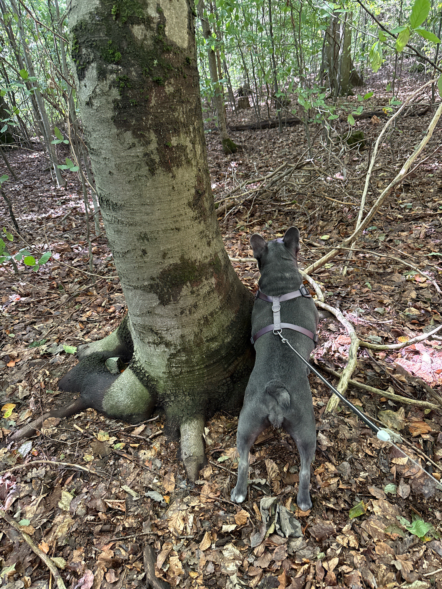 An adult, grey French Bulldog, wearing a grey harness, stands on a leaf-covered forest floor next to a large tree. The dog is facing away from the camera, looking into the woods. The tree has a thick, rough bark with patches of moss. The ground is covered in fallen leaves, twigs, and branches. The background shows more trees and undergrowth, with dappled sunlight filtering through the canopy. The location is a forest in the town of Bad Sachsa, Germany.