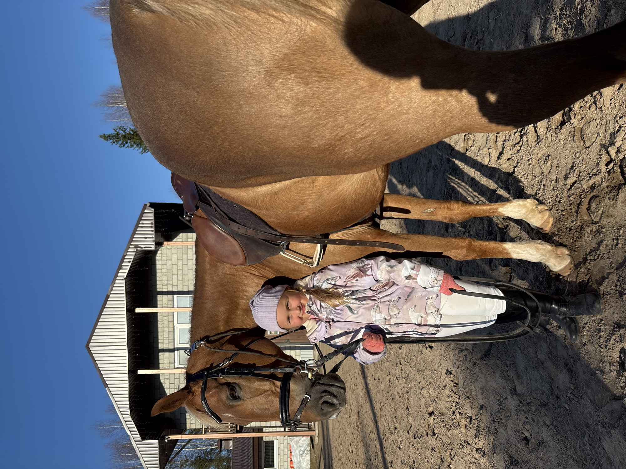 A young girl stands smiling next to a light brown (palomino) horse in an outdoor setting, likely a stable yard or riding arena, located in Русский Вожой, Russia. The image captures a bright, sunny day with a clear blue sky.
The girl, who appears to be a child, is dressed in riding attire suitable for cool weather. She wears a light purple beanie, a pinkish-purple patterned jacket (featuring animal motifs that resemble ducks or horses), white riding pants, and tall black riding boots. She has pink gloves on and is holding the horse's reins. Her face is turned towards the camera, displaying a happy, closed-mouth smile.
The horse is equipped with an English saddle and a black bridle with silver accents. Its coat is a warm, light brown or palomino color, and its mane appears lighter. The horse's head is slightly turned, with its right eye visible. Long, distinct shadows are cast on the dirt ground by both the horse and the girl, indicating bright sunlight, likely during the morning or late afternoon. The ground itself is unpaved, appearing to be sandy or dusty soil with some hoof prints visible.
In the background, a two-story building with a white gable roof and light gray brick or siding walls is partially visible. Bare trees, suggesting late autumn or early spring, and a single evergreen conifer also dot the background against the vibrant blue sky. The overall scene conveys a pleasant and joyful moment between the girl and the horse. There is no visible text in the image.