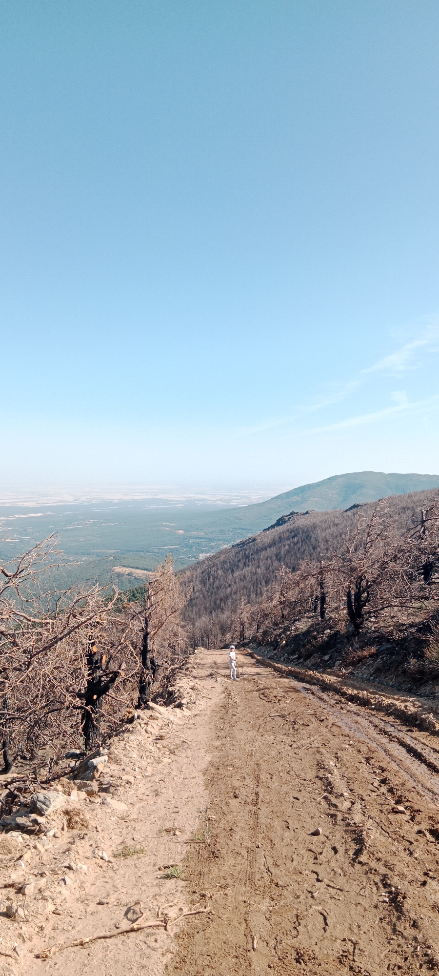 A person dressed in white walks down a dirt path on a mountainside in Cerezo de Arriba, Spain. The path is lined with blackened, bare trees, remnants of a forest fire. In the distance, a valley stretches out, covered in green vegetation and dotted with buildings. The sky is clear and blue.
